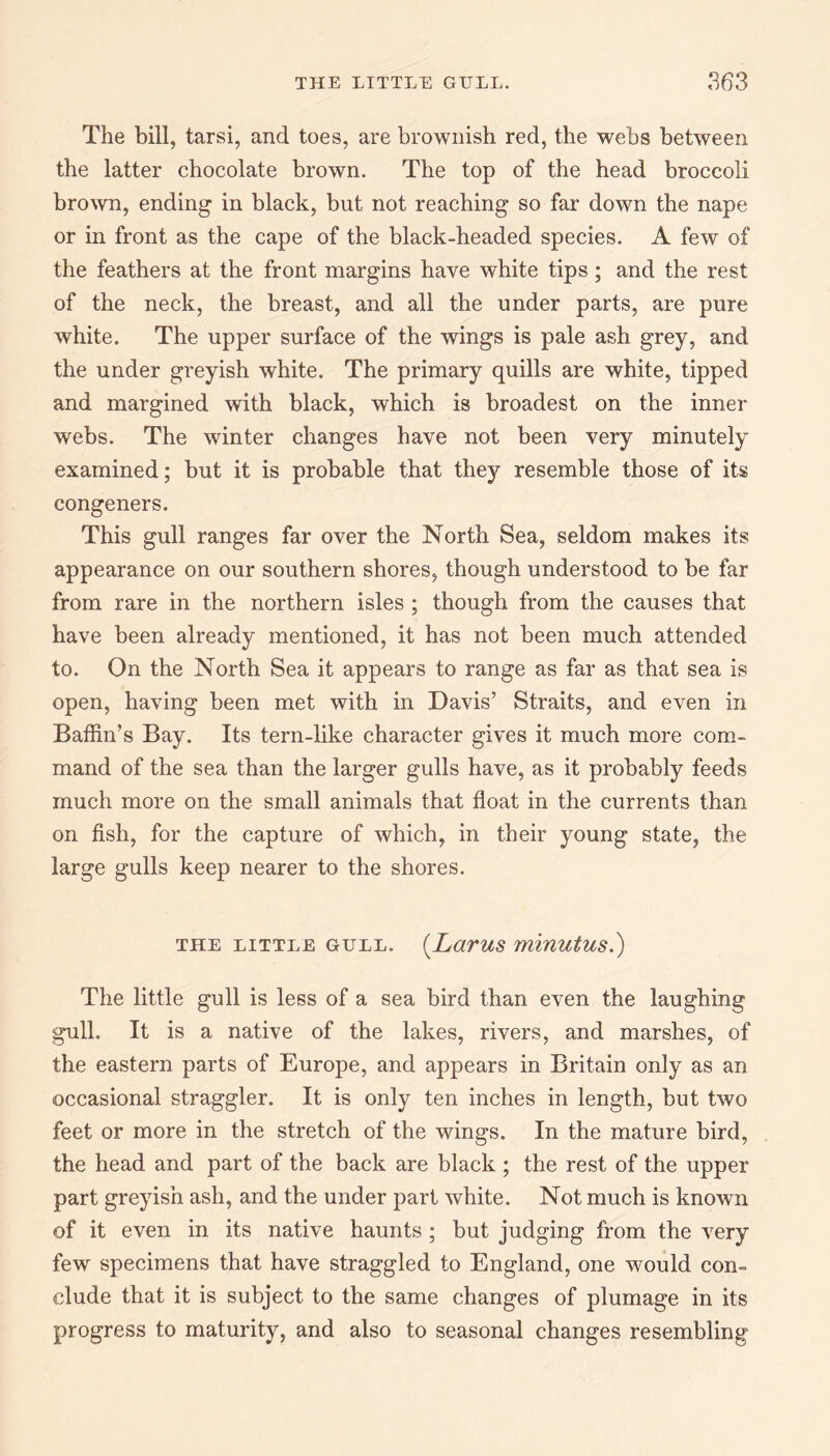 The bill, tarsi, and toes, are brownish red, the webs between the latter chocolate brown. The top of the head broccoli brown, ending in black, but not reaching so far down the nape or in front as the cape of the black-headed species. A few of the feathers at the front margins have white tips ; and the rest of the neck, the breast, and all the under parts, are pure white. The upper surface of the wings is pale ash grey, and the under greyish white. The primary quills are white, tipped and margined with black, which is broadest on the inner webs. The winter changes have not been very minutely examined; but it is probable that they resemble those of its congeners. This gull ranges far over the North Sea, seldom makes its appearance on our southern shores, though understood to be far from rare in the northern isles ; though from the causes that have been already mentioned, it has not been much attended to. On the North Sea it appears to range as far as that sea is open, having been met with in Davis’ Straits, and even in Baffin’s Bay. Its tern-like character gives it much more com¬ mand of the sea than the larger gulls have, as it probably feeds much more on the small animals that float in the currents than on fish, for the capture of which, in their young state, the large gulls keep nearer to the shores. THE LITTLE GULL. (LaVUS minUtUS.) The little gull is less of a sea bird than even the laughing gull. It is a native of the lakes, rivers, and marshes, of the eastern parts of Europe, and appears in Britain only as an occasional straggler. It is only ten inches in length, but two feet or more in the stretch of the wings. In the mature bird, the head and part of the back are black ; the rest of the upper part greyish ash, and the under part white. Not much is known of it even in its native haunts ; but judging from the very few specimens that have straggled to England, one would con¬ clude that it is subject to the same changes of plumage in its progress to maturity, and also to seasonal changes resembling