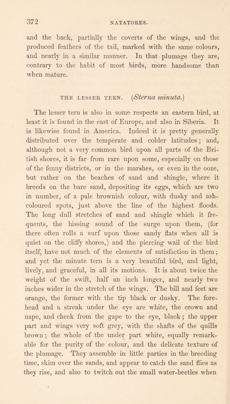 and the back, partially the coverts of the wings, and the produced feathers of the tail, marked with the same colours, and nearly in a similar manner. In that plumage they are, contrary to the habit of most birds, more handsome than when mature. the lessee teen. (Sterna minuta.) The lesser tern is also in some respects an eastern bird, at least it is found in the east of Europe, and also in Siberia. It is likewise found in America. Indeed it is pretty generally distributed over the temperate and colder latitudes; and, although not a very common bird upon all parts of the Bri¬ tish shores, it is far from rare upon some, especially on those of the fenny districts, or in the marshes, or even in the ooze, but rather on the beaches of sand and shingle, where it breeds on the bare sand, depositing its eggs, which are two in number, of a pale brownish colour, with dusky and ash- coloured spots, just above the line of the highest floods. The long dull stretches of sand and shingle which it fre¬ quents, the hissing sound of the surge upon them, (for there often rolls a surf upon those sandy flats when all is quiet on the cliffy shores,) and the piercing wail of the bird itself, have not much of the elements of satisfaction in them; and yet the minute tern is a very beautiful bird, and light, lively, and graceful, in all its motions. It is about twice the weight of the swift, half an inch longer, and nearly two inches wider in the stretch of the wings. The bill and feet are orange, the former with the tip black or dusky. The fore¬ head and a streak under the eye are white, the crown and nape, and cheek from the gape to the eye, black; the upper part and wings very soft grey, with the shafts of the quills brown; the whole of the under part white, equally remark¬ able for the purity of the colour, and the delicate texture of the plumage. They assemble in little parties in the breeding time, skim over the sands, and appear to catch the sand flies as they rise, and also to twitch out the small water-beetles wrhen