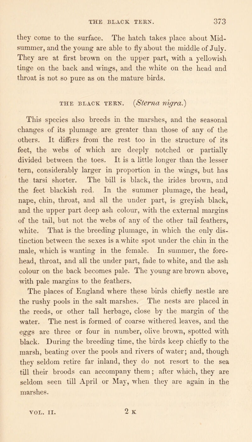 they come to the surface. The hatch takes place about Mid¬ summer, and the young1 are able to fly about the middle of July. They are at first brown on the upper part, with a yellowish tinge on the back and wings, and the white on the head and throat is not so pure as on the mature birds. the black tern. {Sterna nigra.) This species also breeds in the marshes, and the seasonal changes of its plumage are greater than those of any of the others. It differs from the rest too in the structure of its feet, the webs of which are deeply notched or partially divided between the toes. It is a little longer than the lesser tern, considerably larger in proportion in the wings, but has the tarsi shorter. The bill is black, the irides brown, and the feet blackish red. In the summer plumage, the head, nape, chin, throat, and all the under part, is greyish black, and the upper part deep ash colour, with the external margins of the tail, but not the webs of any of the other tail feathers, white. That is the breeding plumage, in which the only dis¬ tinction between the sexes is a white spot under the chin in the male, which is wanting in the female. In summer, the fore¬ head, throat, and all the under part, fade to white, and the ash colour on the back becomes pale. The young are brown above, with pale margins to the feathers. The places of England where these birds chiefly nestle are the rushy pools in the salt marshes. The nests are placed in the reeds, or other tall herbage, close by the margin of the water. The nest is formed of coarse withered leaves, and the eggs are three or four in number, olive brown, spotted with black. During the breeding time, the birds keep chiefly to the marsh, beating over the pools and rivers of water; and, though they seldom retire far inland, they do not resort to the sea till their broods can accompany them; after which, they are seldom seen till April or May, when they are again in the marshes. 2 K VOL. II.