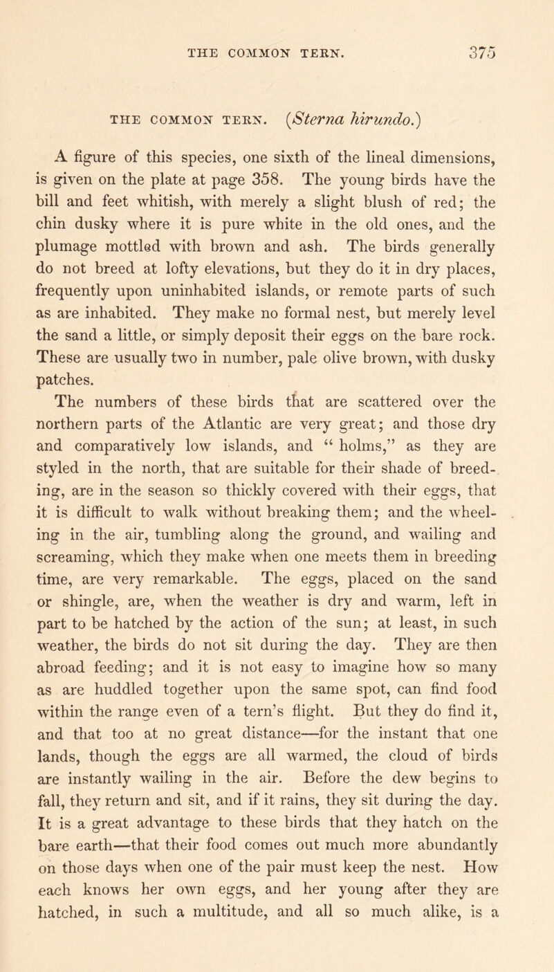 the common tern. (Sterna hirundo.) A figure of this species, one sixth of the lineal dimensions, is given on the plate at page 358. The young birds have the bill and feet whitish, with merely a slight blush of red; the chin dusky where it is pure white in the old ones, and the plumage mottled with brown and ash. The birds generally do not breed at lofty elevations, but they do it in dry places, frequently upon uninhabited islands, or remote parts of such as are inhabited. They make no formal nest, but merely level the sand a little, or simply deposit their eggs on the bare rock. These are usually two in number, pale olive brown, with dusky patches. The numbers of these birds that are scattered over the northern parts of the Atlantic are very great; and those dry and comparatively low islands, and “ holms,” as they are styled in the north, that are suitable for their shade of breed¬ ing, are in the season so thickly covered with their eggs, that it is difficult to walk without breaking them; and the wheel¬ ing in the air, tumbling along the ground, and wailing and screaming, which they make when one meets them in breeding time, are very remarkable. The eggs, placed on the sand or shingle, are, when the weather is dry and warm, left in part to be hatched by the action of the sun; at least, in such weather, the birds do not sit during the day. They are then abroad feeding; and it is not easy to imagine how so many as are huddled together upon the same spot, can find food within the range even of a tern’s flight. But they do find it, and that too at no great distance—for the instant that one lands, though the eggs are all warmed, the cloud of birds are instantly wailing in the air. Before the dew begins to fall, they return and sit, and if it rains, they sit during the day. It is a great advantage to these birds that they hatch on the bare earth—that their food comes out much more abundantly on those days when one of the pair must keep the nest. How each knows her own eggs, and her young after they are hatched, in such a multitude, and all so much alike, is a