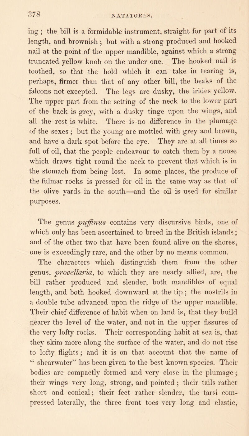 mg ; the bill is a formidable instrument, straight for part of its length, and brownish ; but with a strong produced and hooked nail at the point of the upper mandible, against which a strong truncated yellow knob on the under one. The hooked nail is toothed, so that the hold which it can take in tearing is, perhaps, firmer than that of any other bill, the beaks of the falcons not excepted. The legs are dusky, the irides yellow. The upper part from the setting of the neck to the lower part of the back is grey, with a dusky tinge upon the wings, and all the rest is white. There is no difference in the plumage of the sexes ; but the young are mottled with grey and brown, and have a dark spot before the eye. They are at all times so full of oil, that the people endeavour to catch them by a noose which draws tight round the neck to prevent that which is in the stomach from being lost. In some places, the produce of the fulmar rocks is pressed for oil in the same way as that of the olive yards in the south—and the oil is used for similar purposes. The genus puffinus contains very discursive birds, one of which only has been ascertained to breed in the British islands; and of the other two that have been found alive on the shores, one is exceedingly rare, and the other by no means common. The characters which distinguish them from the other genus, procellaria, to which they are nearly allied, are, the bill rather produced and slender, both mandibles of equal length, and both hooked downward at the tip; the nostrils in a double tube advanced upon the ridge of the upper mandible. Their chief difference of habit when on land is, that they build nearer the level of the water, and not in the upper fissures of the very lofty rocks. Their corresponding habit at sea is, that they skim more along the surface of the water, and do not rise to lofty flights; and it is on that account that the name of “ shearwater” has been given to the best known species. Their bodies are compactly formed and very close in the plumage ; their wings very long, strong, and pointed ; their tails rather short and conical; their feet rather slender, the tarsi com¬ pressed laterally, the three front toes very long and elastic,