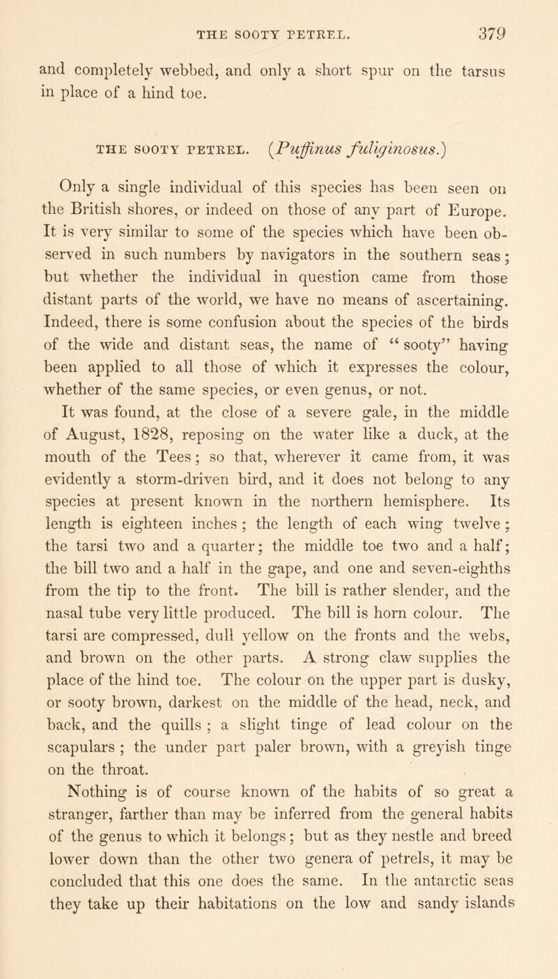 and completely webbed, and only a short spur on the tarsus in place of a hind toe. THE SOOTY PETEEL. (PuffinUS fuliginOSUS.) Only a single individual of this species has been seen on the British shores, or indeed on those of any part of Europe. It is very similar to some of the species which have been ob¬ served in such numbers by navigators in the southern seas; but whether the individual in question came from those distant parts of the world, we have no means of ascertaining. Indeed, there is some confusion about the species of the birds of the wide and distant seas, the name of “ sooty” having been applied to all those of which it expresses the colour, whether of the same species, or even genus, or not. It was found, at the close of a severe gale, in the middle of August, 1828, reposing on the water like a duck, at the mouth of the Tees; so that, wherever it came from, it was evidently a storm-driven bird, and it does not belong to any species at present known in the northern hemisphere. Its length is eighteen inches ; the length of each wing twelve ; the tarsi two and a quarter; the middle toe two and a half; the bill two and a half in the gape, and one and seven-eighths from the tip to the front. The bill is rather slender, and the nasal tube very little produced. The bill is horn colour. The tarsi are compressed, dull yellow on the fronts and the webs, and brown on the other parts. A strong claw supplies the place of the hind toe. The colour on the upper part is dusky, or sooty brown, darkest on the middle of the head, neck, and back, and the quills ; a slight tinge of lead colour on the scapulars ; the under part paler brown, with a greyish tinge on the throat. Nothing is of course known of the habits of so great a stranger, farther than may be inferred from the general habits of the genus to which it belongs; but as they nestle and breed lower down than the other two genera of petrels, it may be concluded that this one does the same. In the antarctic seas they take up their habitations on the low and sandy islands