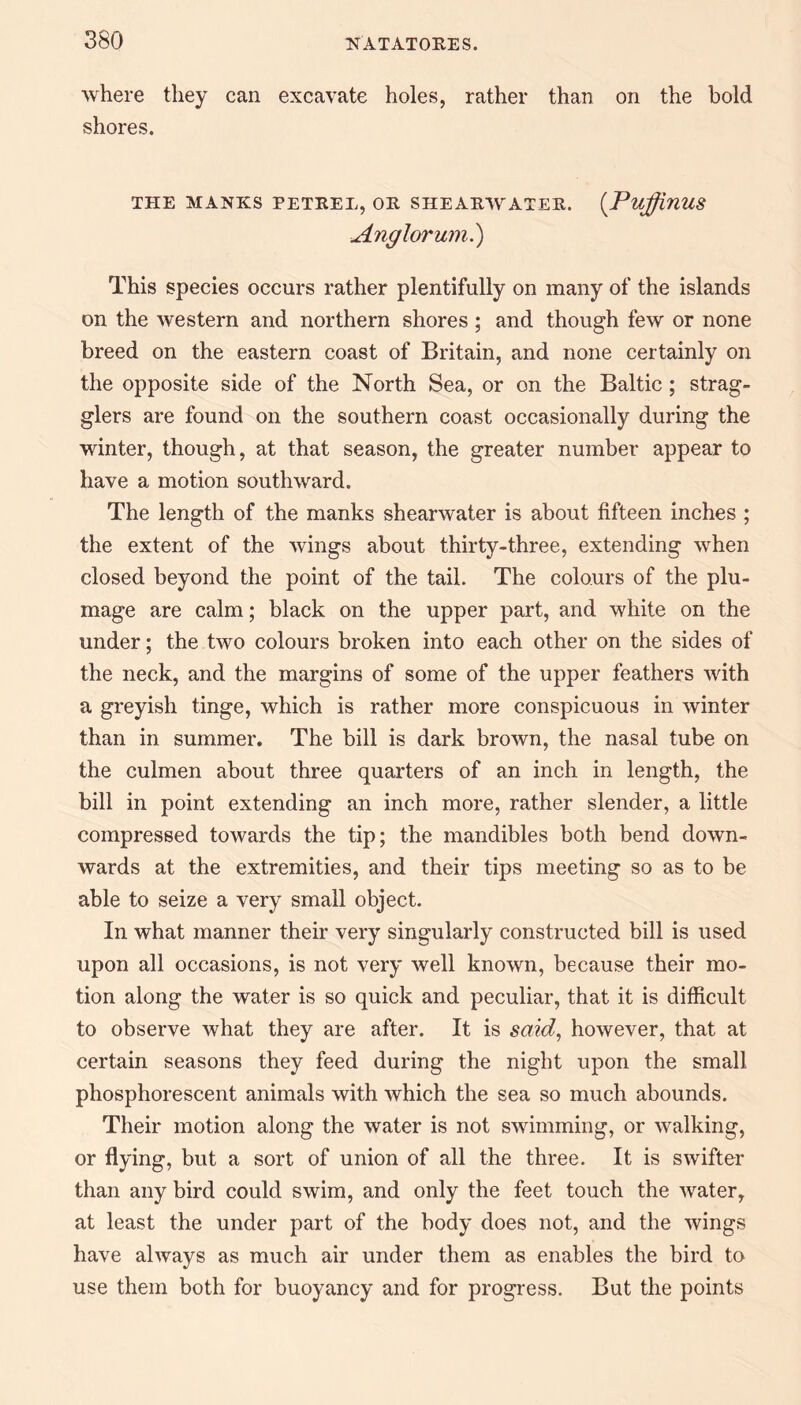where they can excavate holes, rather than on the bold- shore s. THE HANKS PETREL, OR SHEARWATER. (PuffinUS Anglorum.) This species occurs rather plentifully on many of the islands on the western and northern shores; and though few or none breed on the eastern coast of Britain, and none certainly on the opposite side of the North Sea, or on the Baltic ; strag¬ glers are found on the southern coast occasionally during the winter, though, at that season, the greater number appear to have a motion southward. The length of the manks shearwater is about fifteen inches ; the extent of the wings about thirty-three, extending when closed beyond the point of the tail. The colours of the plu¬ mage are calm; black on the upper part, and white on the under; the two colours broken into each other on the sides of the neck, and the margins of some of the upper feathers Avith a greyish tinge, which is rather more conspicuous in winter than in summer. The bill is dark brown, the nasal tube on the culmen about three quarters of an inch in length, the bill in point extending an inch more, rather slender, a little compressed towards the tip; the mandibles both bend down¬ wards at the extremities, and their tips meeting so as to be able to seize a very small object. In what manner their very singularly constructed bill is used upon all occasions, is not very well known, because their mo¬ tion along the water is so quick and peculiar, that it is difficult to observe what they are after. It is said, however, that at certain seasons they feed during the night upon the small phosphorescent animals with which the sea so much abounds. Their motion along the water is not swimming, or walking, or flying, but a sort of union of all the three. It is swifter than any bird could swim, and only the feet touch the water, at least the under part of the body does not, and the wings have always as much air under them as enables the bird to use them both for buoyancy and for progress. But the points
