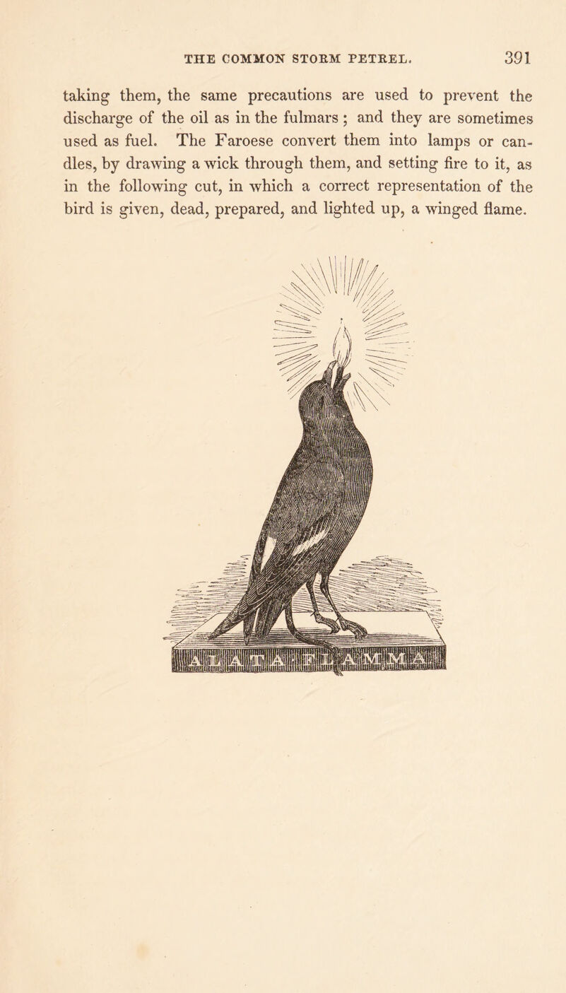 taking them, the same precautions are used to prevent the discharge of the oil as in the fulmars ; and they are sometimes used as fuel. The Faroese convert them into lamps or can¬ dles, by drawing a wick through them, and setting fire to it, as in the following cut, in which a correct representation of the bird is given, dead, prepared, and lighted up, a winged flame.