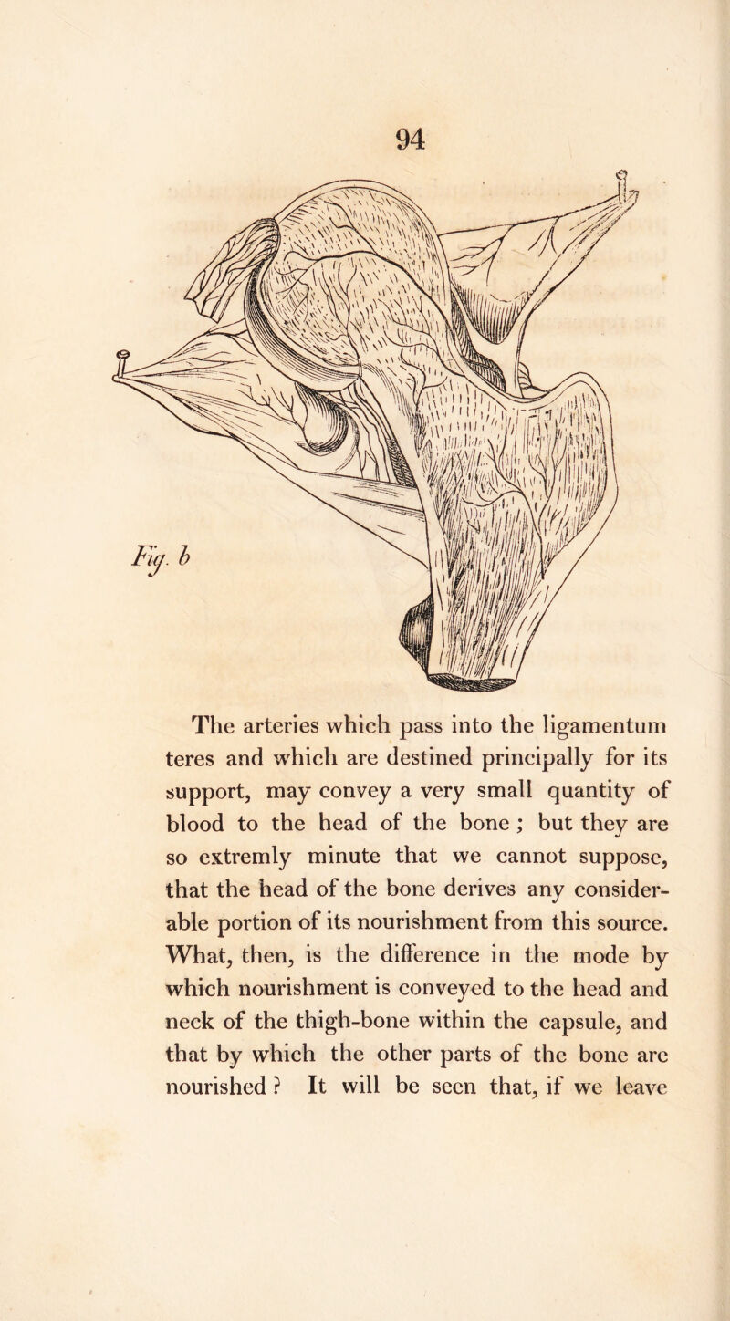 The arteries which pass into the ligamentum teres and which are destined principally for its support, may convey a very small quantity of blood to the head of the bone ; but they are so extremly minute that we cannot suppose, that the head of the bone derives any consider- able portion of its nourishment from this source. What, then, is the difference in the mode by which nourishment is conveyed to the head and neck of the thigh-bone within the capsule, and that by which the other parts of the bone are nourished ? It will be seen that, if we leave