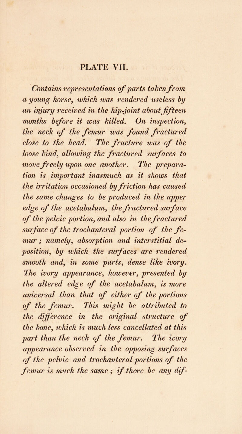 Contains representations of pay'ts taken from a young horse, which was rendered useless by an injury received in the kip joint about fifteen months before it was killed. On inspection, the neck the femur was found fractured close to the head. The fracture was of the loose kind, allowing the fractured surfaces to move freely upon one another. The prepara- tion is impoi'tant inasmuch as it shows that the irritation occasioned by ft'iction has caused the same changes to be pi'oduced in the upper edge of the acetabulum, the fractured surface of the pelvic portion, and also m the fractured surface of the trochanteral portion of the fe- mur ; namely, absorption and interstitial de~ position, by which the surfaces are rendered smooth and, in some parts, dense like ivory. The ivory appearance, however, presented by the altered edge of the acetabulum, is more universal than that of either of the portions of the femur. This might be attributed to the d^erence in the original structure of the bone, which is much less cancellated at this part than the neck of the femur. The ivory appearance observed in the opposing surfaces of the pelvic ayid trochanteral portions of the femur is much the same ; if there be any dif~