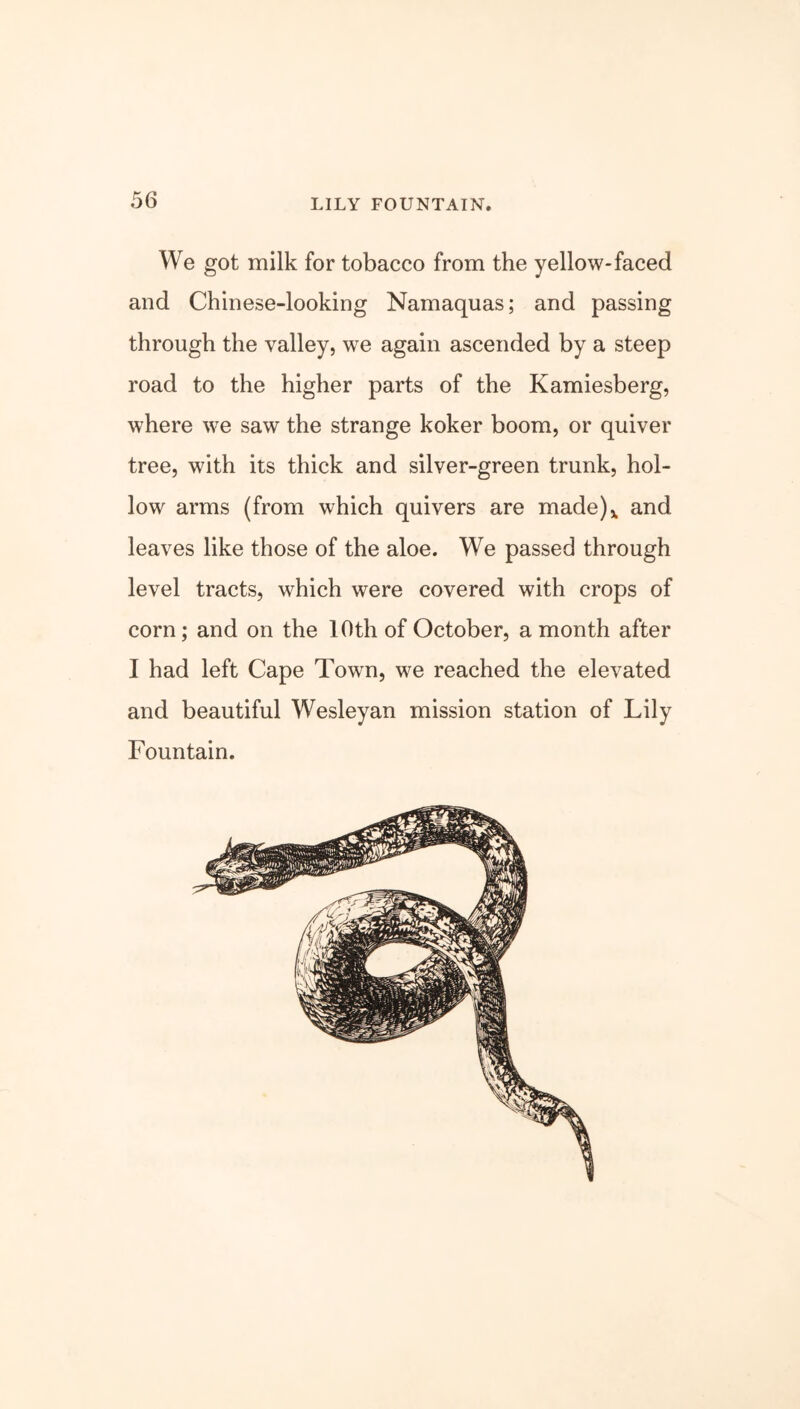 We got milk for tobacco from the yellow-faced and Chinese-looking Namaquas; and passing through the valley, we again ascended by a steep road to the higher parts of the Kamiesberg, where we saw the strange koker boom, or quiver tree, with its thick and silver-green trunk, hol- low arms (from which quivers are made)x and leaves like those of the aloe. We passed through level tracts, which were covered with crops of corn; and on the 10th of October, a month after I had left Cape Town, we reached the elevated and beautiful Wesleyan mission station of Lily Fountain.