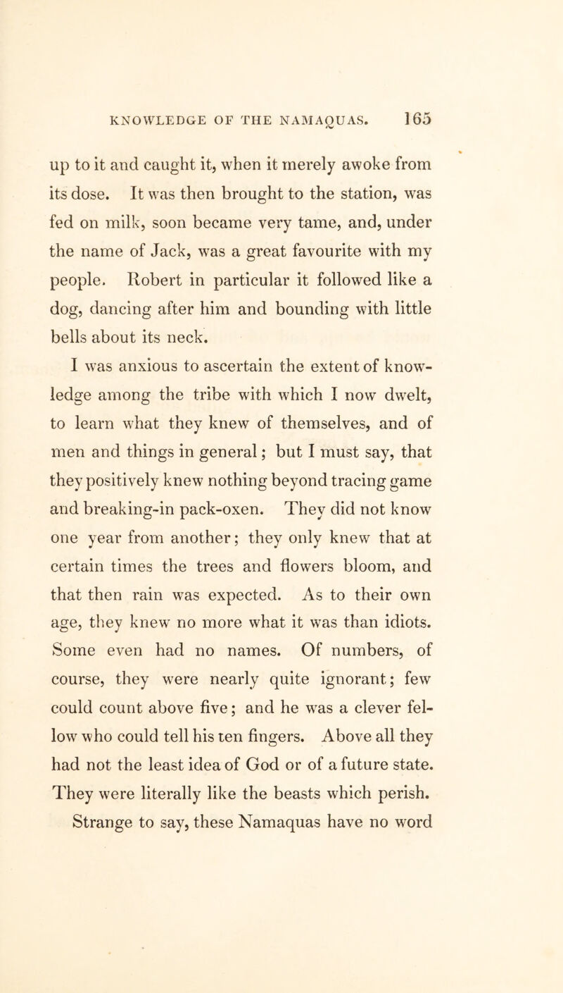 up to it and caught it, when it merely awoke from its dose. It was then brought to the station, was fed on milk, soon became very tame, and, under the name of Jack, was a great favourite with my people. Robert in particular it followed like a dog, dancing after him and bounding with little bells about its neck. I was anxious to ascertain the extent of know- ledge among the tribe with which I now dwelt, to learn what they knew of themselves, and of men and things in general; but I must say, that they positively knew nothing beyond tracing game and breaking-in pack-oxen. They did not know one year from another; they only knew that at certain times the trees and flowers bloom, and that then rain wras expected. As to their own age, they knew’ no more what it was than idiots. Some even had no names. Of numbers, of course, they were nearly quite ignorant; few could count above five; and he was a clever fel- low who could tell his ten fingers. Above all they had not the least idea of God or of a future state. They were literally like the beasts which perish. Strange to say, these Namaquas have no word