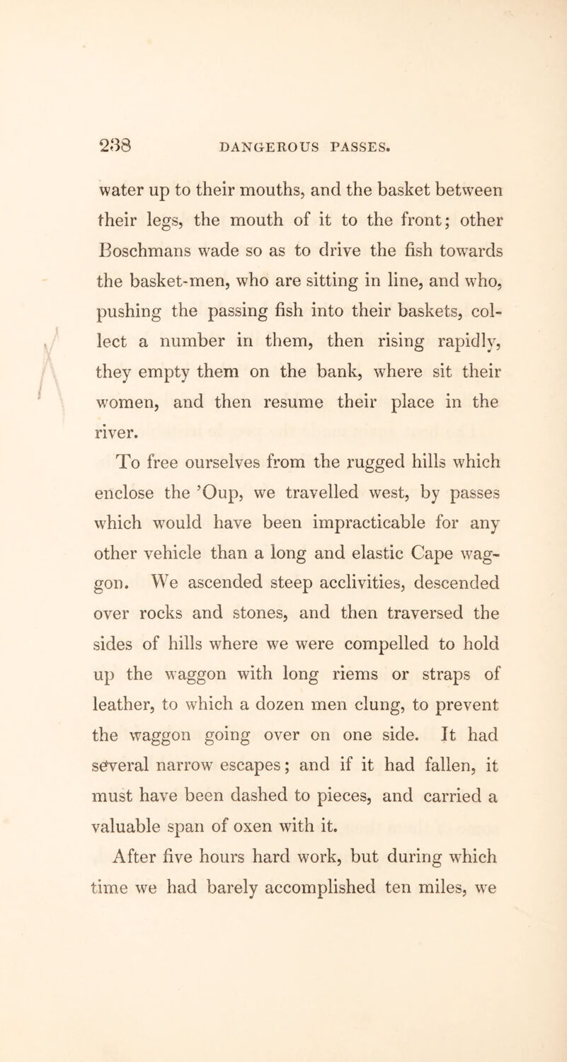 water up to their mouths, and the basket between their legs, the mouth of it to the front; other Boschmans wade so as to drive the fish towards the basket-men, who are sitting in line, and who, pushing the passing fish into their baskets, col- lect a number in them, then rising rapidly, they empty them on the bank, where sit their women, and then resume their place in the river. To free ourselves from the rugged hills which enclose the ’Oup, we travelled west, by passes which would have been impracticable for any other vehicle than a long and elastic Cape wag- gon. We ascended steep acclivities, descended over rocks and stones, and then traversed the sides of hills where we were compelled to hold up the waggon with long riems or straps of leather, to which a dozen men clung, to prevent the waggon going over on one side. It had several narrow escapes; and if it had fallen, it must have been dashed to pieces, and carried a valuable span of oxen with it. After five hours hard work, but during which time we had barely accomplished ten miles, we
