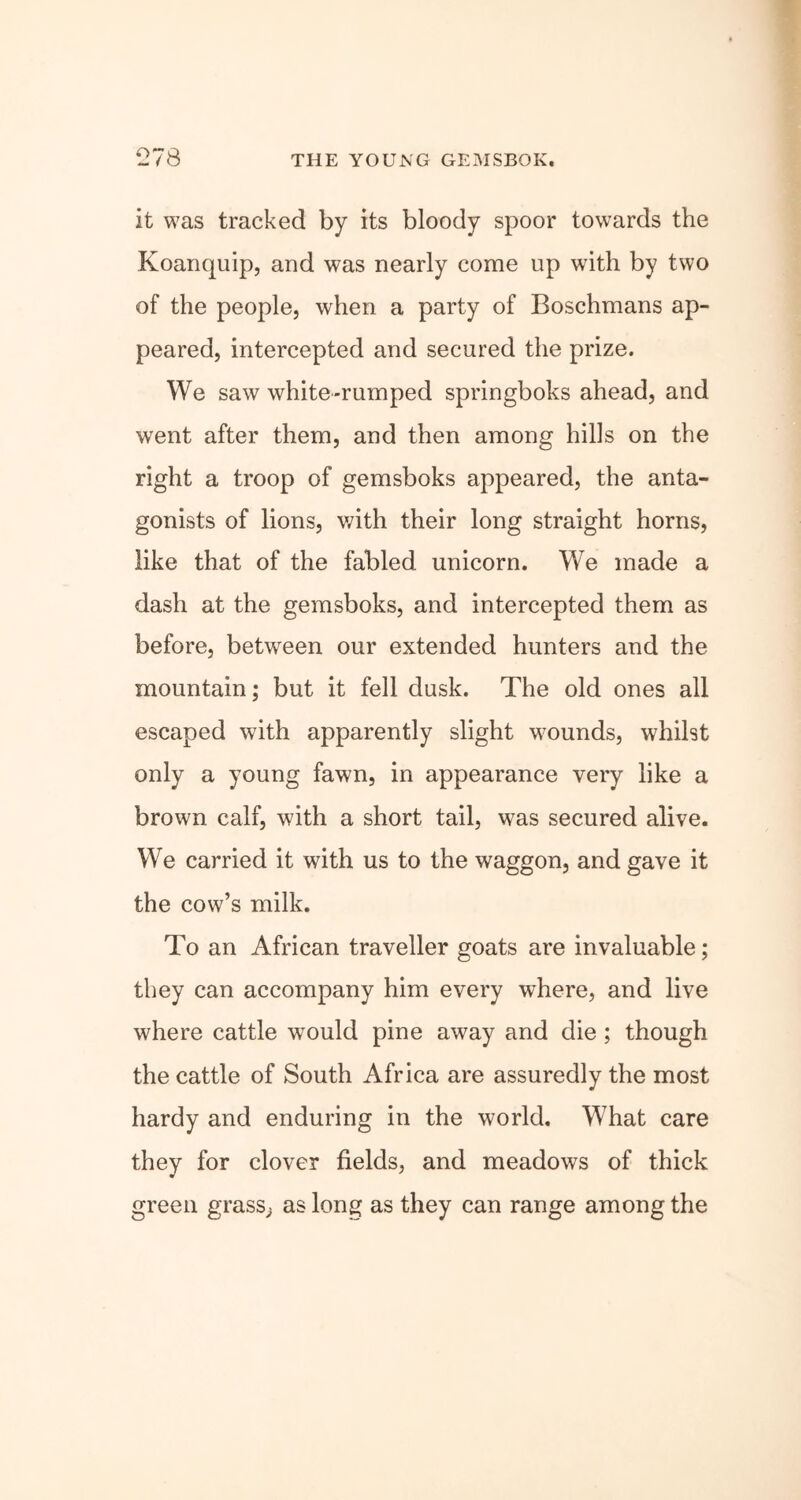 it was tracked by its bloody spoor towards the Koanquip, and was nearly come up with by two of the people, when a party of Boschmans ap- peared, intercepted and secured the prize. We saw white-rumped springboks ahead, and went after them, and then among hills on the right a troop of gemsboks appeared, the anta- gonists of lions, with their long straight horns, like that of the fabled unicorn. We made a dash at the gemsboks, and intercepted them as before, between our extended hunters and the mountain; but it fell dusk. The old ones all escaped with apparently slight wounds, whilst only a young fawn, in appearance very like a brown calf, with a short tail, was secured alive. We carried it with us to the waggon, and gave it the cow’s milk. To an African traveller goats are invaluable; they can accompany him every where, and live where cattle would pine away and die ; though the cattle of South Africa are assuredly the most hardy and enduring in the world. What care they for clover fields, and meadows of thick green grass; as long as they can range among the