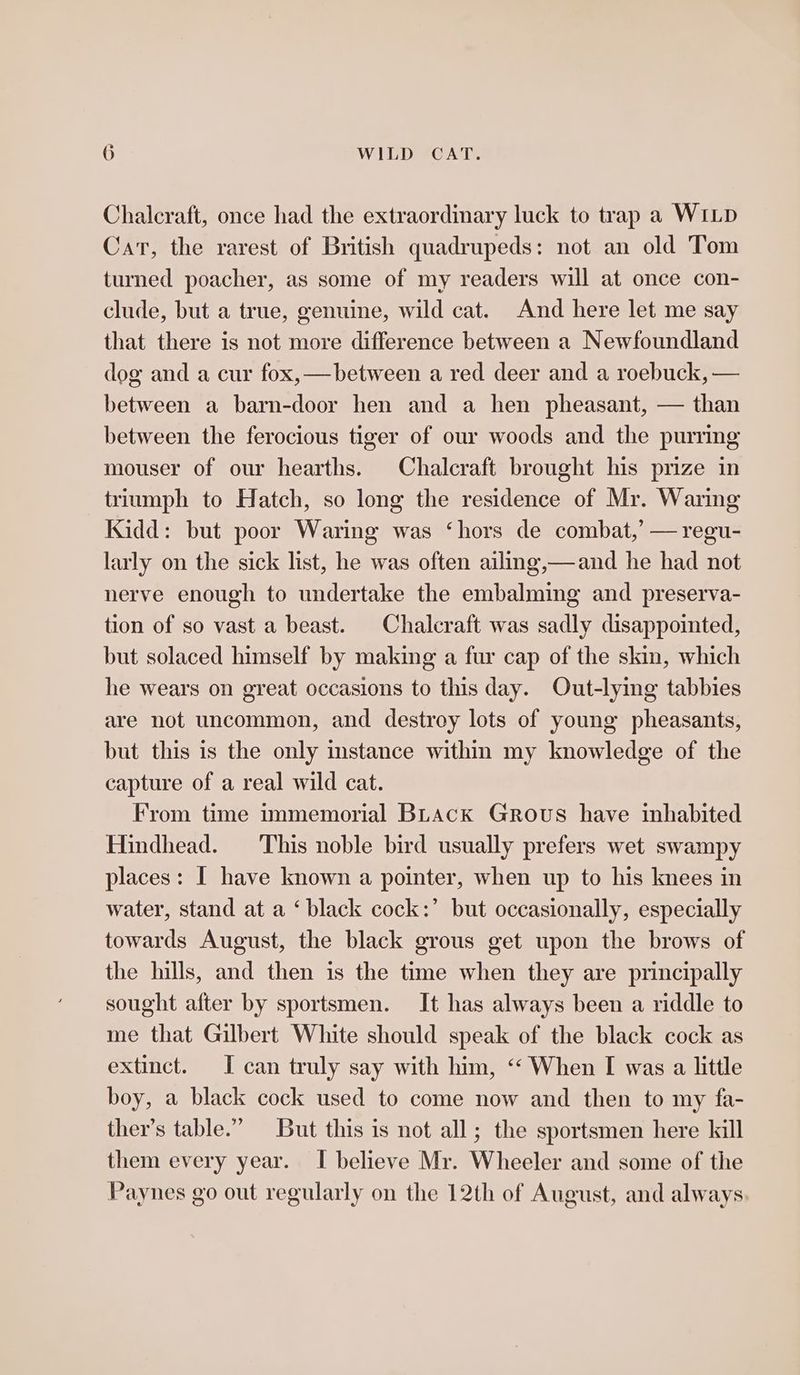Chalcraft, once had the extraordinary luck to trap a WILD Cat, the rarest of British quadrupeds: not an old Tom turned poacher, as some of my readers will at once con- clude, but a true, genuine, wild cat. And here let me say that there is not more difference between a Newfoundland dog and a cur fox,—between a red deer and a roebuck, — between a barn-door hen and a hen pheasant, — than between the ferocious tiger of our woods and the purring mouser of our hearths. Chalcraft brought his prize in triumph to Hatch, so long the residence of Mr. Waring Kidd: but poor Waring was ‘hors de combat,’ — regu- larly on the sick list, he was often ailing,—and he had not nerve enough to undertake the embalming and preserva- tion of so vast a beast. Chalcraft was sadly disappointed, but solaced himself by making a fur cap of the skin, which he wears on great occasions to this day. Out-lying tabbies are not uncommon, and destroy lots of young pheasants, but this is the only instance within my knowledge of the capture of a real wild cat. From time immemorial BLAck GRous have inhabited Hindhead. ‘This noble bird usually prefers wet swampy places: I have known a pointer, when up to his knees in water, stand at a ‘black cock:’ but occasionally, especially towards August, the black grous get upon the brows of the hills, and then is the time when they are principally sought after by sportsmen. It has always been a riddle to me that Gilbert White should speak of the black cock as extinct. I can truly say with him, ‘‘ When [ was a little boy, a black cock used to come now and then to my fa- ther’s table.” But this is not all; the sportsmen here kill them every year. I believe Mr. Wheeler and some of the Paynes go out regularly on the 12th of August, and always