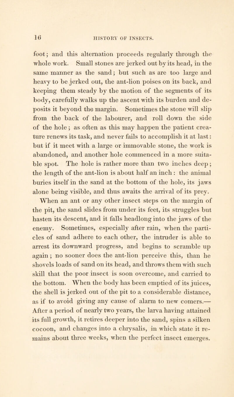 foot; and tills alternation proceeds regularly through the whole work. Small stones are jerked out by its head, in the same manner as the sand; but such as are too large and heavy to be jerked out, the ant-lion poises on its back, and keeping them steady by the motion of the segments of its body, carefully walks up the ascent with its burden and de¬ posits it beyond the margin. Sometimes the stone will slip from the back of the labourer, and roll down the side of the hole; as often as this may happen the patient crea¬ ture renews its task, and never fails to accomplish it at last: but if it meet with a large or immovable stone, the work is abandoned, and another hole commenced in a more suita¬ ble sjiot. The hole is rather more than two inches deep; the length of the ant-lion is about half an inch : the animal buries itself in the sand at the bottom of the hole, its jaws alone being visible, and thus awaits the arrival of its prey. When an ant or any other insect steps on the margin of the pit, the sand slides from under its feet, its struggles but hasten its descent, and it falls headlong into the jaws of the enemy. Sometimes, especially after rain, when the parti¬ cles of sand adhere to each other, the intruder is able to arrest its downward progress, and begins to scramble up again; no sooner does the ant-lion perceive this, than he shovels loads of sand on its head, and throws them with such skill that the poor insect is soon overcome, and carried to the bottom. When the body has been emptied of its juices, the shell is jerked out of the pit to a considerable distance, as if to avoid giving any cause of alarm to new comers.— After a period of nearly two years, the larva having attained its full growth, it retires deeper into the sand, spins a silken cocoon, and changes into a chrysalis, in which state it re¬ mains about three weeks, when the perfect insect emerges.