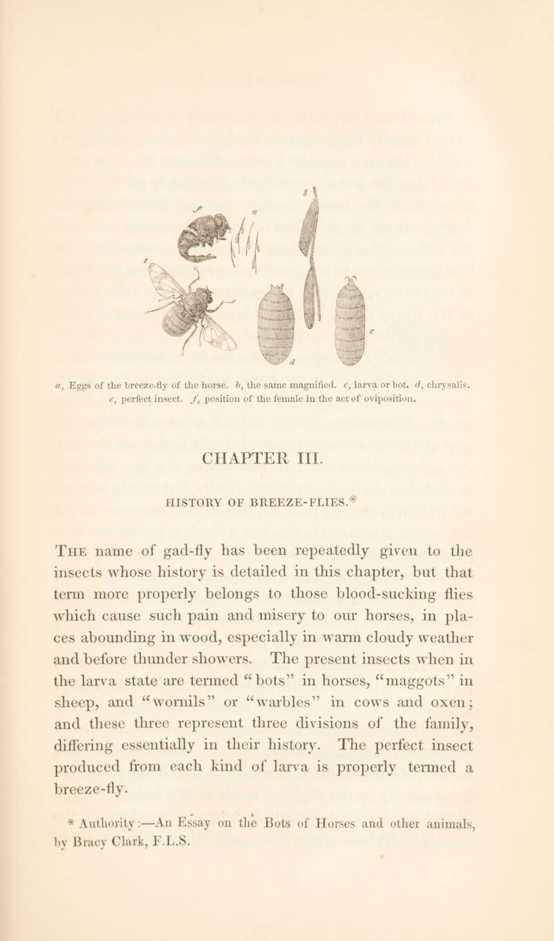 a, Eggs of the breeze-fly of the horse, b, the same magnified, c, larva or hot. d, chrysalis. e, perfect insect, f, position of the female in the act of oviposition. CHAPTER III. HISTORY OF BREEZE-FLIES.* The name of gacl-fly lias been repeatedly given to the insects whose history is detailed in this chapter, but that term more properly belongs to those blood-sucking flies which cause such pain and misery to our horses, in pla¬ ces abounding in wood, especially in warm cloudy weather and before thunder showers. The present insects when in the larva state are termed “bots” in horses, “maggots” in sheep, and “womils” or “warbles” in cows and oxen; and these three represent three divisions of the family, differing essentially in their history. The perfect insect produced from each kind of larva is properly termed a breeze- fly. » » * Authority:—An Essay on the Bots of Horses and other animals, hy Bracy Clark, F.L.S.