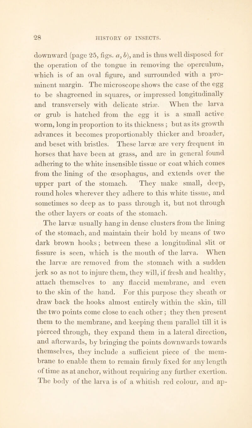 downward (page 25, figs, a, b), and is thus well disposed for the operation of the tongue in removing the operculum, which is of an oval figure, and surrounded with a pro¬ minent margin. The microscope shows the case of the egg to be shagreened in squares, or impressed longitudinally and transversely with delicate striae. When the larva or grub is hatched from the egg it is a small active worm, long in proportion to its thickness ; but as its growth advances it becomes proportionably thicker and broader, and beset with bristles. These larvae are very frequent in horses that have been at grass, and are in general found adhering to the white insensible tissue or coat which comes from the lining of the oesophagus, and extends over the upper part of the stomach. They make small, deep, round holes wherever they adhere to this white tissue, and sometimes so deep as to pass through it, but not through the other layers or coats of the stomach. The larvae usually hang in dense clusters from the lining of the stomach, and maintain their hold by means of two dark brown hooks; between these a longitudinal slit or fissure is seen, which is the mouth of the larva. When the larvae are removed from the stomach with a sudden jerk so as not to injure them, they will, if fresh and healthy, attach themselves to any flaccid membrane, and even to the skin of the hand. For this purpose they sheath or draw back the hooks almost entirely within the skin, till the two points come close to each other ; they then present them to the membrane, and keeping them parallel till it is pierced through, they expand them in a lateral direction, and afterwards, by bringing the points downwards towards themselves, they include a sufficient piece of the mem¬ brane to enable them to remain firmly fixed for any length of time as at anchor, without requiring any further exertion. The body of the larva is of a whitish red colour, and ap-