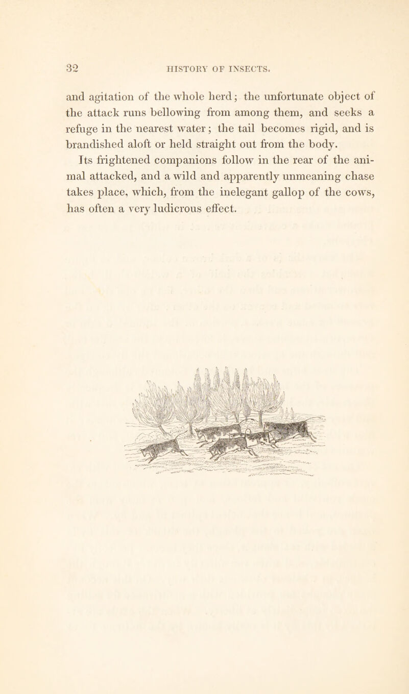 and agitation of the whole herd; the unfortunate object of the attack runs bellowing from among them, and seeks a refuge in the nearest water; the tail becomes rigid, and is brandished aloft or held straight out from the body. Its frightened companions follow in the rear of the ani¬ mal attacked, and a wild and apparently unmeaning chase takes place, which, from the inelegant gallop of the cows, has often a very ludicrous effect.