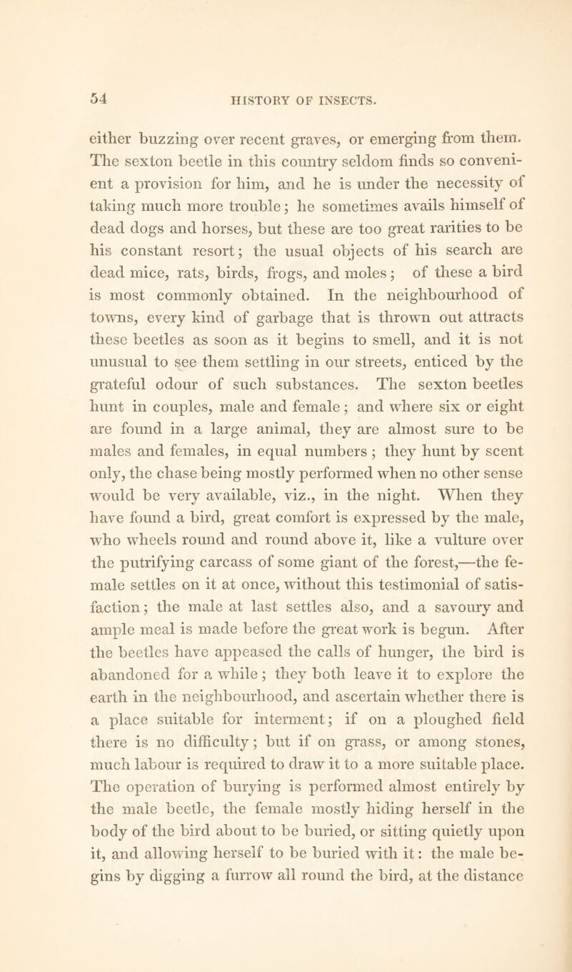 either buzzing over recent graves, or emerging from them. The sexton beetle in this country seldom finds so conveni¬ ent a provision for him, and he is under the necessity of taking much more trouble; he sometimes avails himself of dead dogs and horses, but these are too great rarities to be his constant resort; the usual objects of his search are dead mice, rats, birds, frogs, and moles; of these a bird is most commonly obtained. In the neighbourhood ot towns, every kind of garbage that is thrown out attracts these beetles as soon as it begins to smell, and it is not unusual to see them settling in our streets, enticed by the grateful odour of such substances. The sexton beetles hunt in couples, male and female; and where six or eight are found in a large animal, they are almost sure to be males and females, in equal numbers ; they hunt by scent only, the chase being mostly performed when no other sense would be very available, viz., in the night. When they have found a bird, great comfort is expressed by the male, who wheels round and round above it, like a vulture over the putrifying carcass of some giant of the forest,—the fe¬ male settles on it at once, without this testimonial of satis¬ faction ; the male at last settles also, and a savoury and ample meal is made before the great work is begun. After the beetles have appeased the calls of hunger, the bird is abandoned for a while; they both leave it to explore the earth in the neighbourhood, and ascertain whether there is a place suitable for interment; if on a ploughed field there is no difficulty; but if on grass, or among stones, much labour is required to draw it to a more suitable place. The operation of burying is performed almost entirely by the male beetle, the female mostly hiding herself in the body of the bird about to be buried, or sitting quietly upon it, and allowing herself to be buried with it: the male be¬ gins by digging a furrow ail round the bird, at the distance