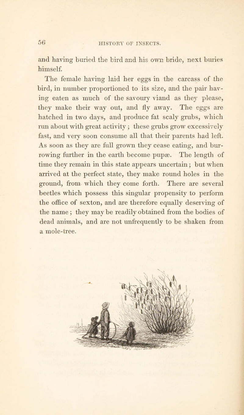 and having buried the bird and his own bride, next buries himself. The female having laid her eggs in the carcass of the bird, in number proportioned to its size, and the pair hav¬ ing eaten as much of the savoury viand as they please, they make their way out, and fly away. The eggs are hatched in two days, and produce fat scaly grubs, which run about with great activity; these grubs grow excessively fast, and very soon consume all that their parents had left. As soon as they are full grown they cease eating, and bur¬ rowing further in the earth become pupae. The length of time they remain in this state appears uncertain; but when arrived at the perfect state, they make round holes in the ground, from which they come forth. There are several beetles which possess this singular propensity to perform the office of sexton, and are therefore equally deserving of the name ; they may be readily obtained from the bodies of dead animals, and are not unfrequently to be shaken from a mole-tree.