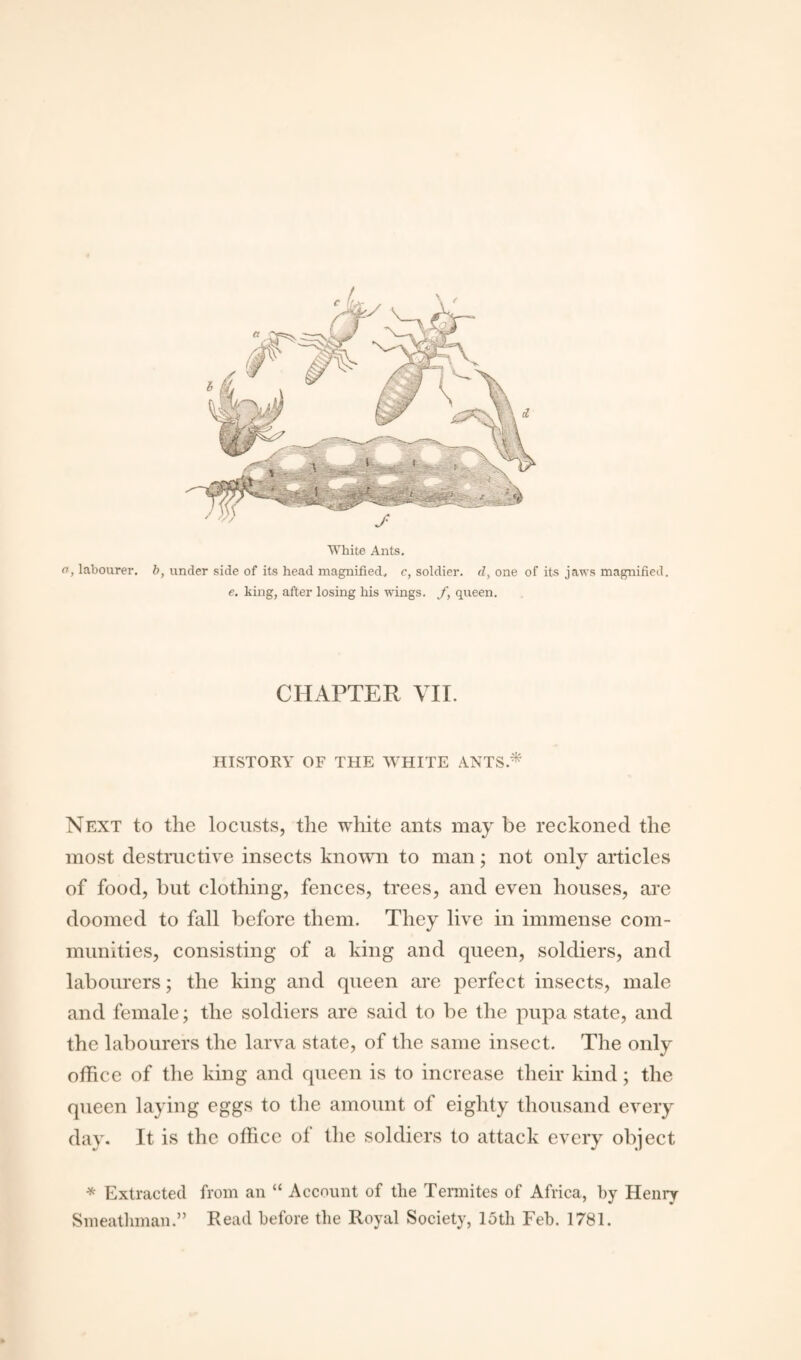 White Ants. a, labourer, b, under side of its head magnified, c, soldier, d, one of its jaws magnified. e. king, after losing his wings, f, queen. CHAPTER VII. HISTORY OF THE WHITE ANTS * Next to the locusts, the white ants may be reckoned the most destructive insects known to man; not only articles of food, but clothing, fences, trees, and even houses, are doomed to fall before them. They live in immense com¬ munities, consisting of a king and queen, soldiers, and labourers; the king and queen are perfect insects, male and female; the soldiers are said to be the pupa state, and the labourers the larva state, of the same insect. The only office of the king and queen is to increase their kind; the queen laying eggs to the amount of eighty thousand every day. It is the office of the soldiers to attack every object * Extracted from an “ Account of the Termites of Africa, by Henry Smeathman.” Read before the Royal Society, loth Feb. 1781.