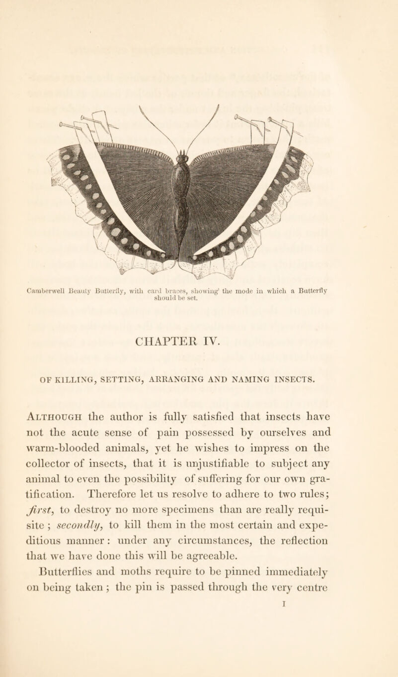 Camberwell Beauty Butterfly, with card braces, showing1 the mode in which a Butterfly should be set. CHAPTER IV. OF KILLING, SETTING, ARRANGING AND NAMING INSECTS. Although the author is fully satisfied that insects have not the acute sense of pain possessed by ourselves and warm-blooded animals, yet he wishes to impress on the collector of insects, that it is unjustifiable to subject any animal to even the possibility of suffering for our own gra¬ tification. Therefore let us resolve to adhere to two rules; first, to destroy no more specimens than are really requi¬ site ; secondly, to kill them in the most certain and expe¬ ditious manner : under any circumstances, the reflection that we have done this will be agreeable. Butterflies and moths require to be pinned immediately on being taken ; the pin is passed through the very centre i