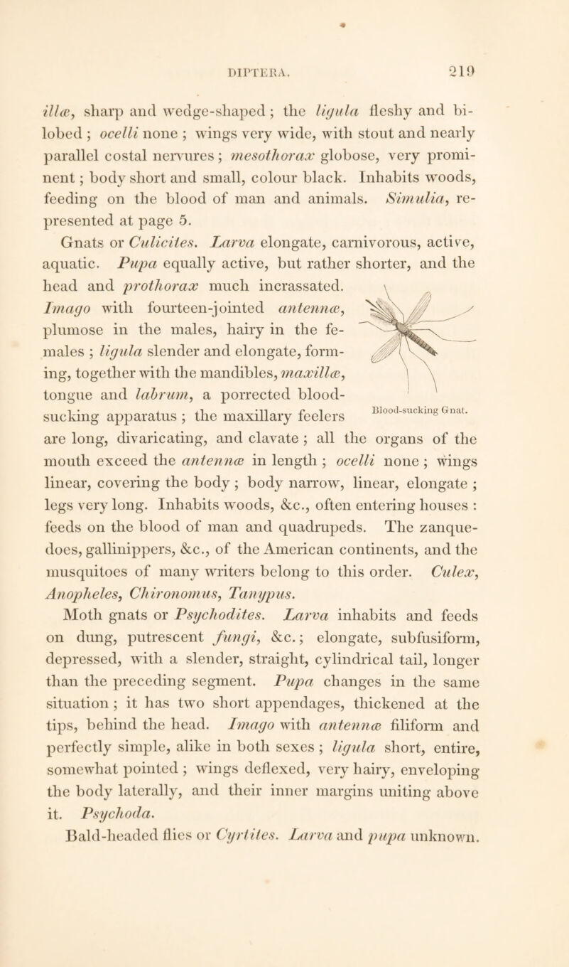 ithe, sharp and wedge-shaped; the ligula fleshy and bi- lobed ; ocelli none ; wings very wide, with stout and nearly parallel costal nervures; mesothorax globose, very promi¬ nent ; body short and small, colour black. Inhabits woods, feeding on the blood of man and animals. Simulia, re¬ presented at page 5. Gnats or Culiciies. Larva elongate, carnivorous, active, aquatic. Pupa equally active, but rather shorter, and the head and prothorax much incrassated. Imago with fourteen-join ted antennae, plumose in the males, hairy in the fe¬ males ; tigula slender and elongate, form¬ ing, together with the mandibles, maxillae, tongue and labrum, a porrected blood¬ sucking apparatus ; the maxillary feelers Biooj-buckmg Gnat. are long, divaricating, and clavate ; all the organs of the mouth exceed the antennae in length ; ocelli none ; wings linear, covering the body ; body narrow, linear, elongate ; legs very long. Inhabits woods, &c., often entering houses : feeds on the blood of man and quadrupeds. The zanque- does, gallinippers, &c., of the American continents, and the musquitoes of many writers belong to this order. Cnlex, Anopheles, Chironomus, Tanypus. Moth gnats or Psychodites. Larva inhabits and feeds on dung, putrescent fungi, &c.; elongate, subfusiform, depressed, with a slender, straight, cylindrical tail, longer than the preceding segment. Pupa changes in the same situation ; it has two short appendages, thickened at the tips, behind the head. Imago with antennae filiform and perfectly simple, alike in both sexes ; ligula short, entire, somewhat pointed ; wings deflexed, very hairy, enveloping the body laterally, and their inner margins uniting above it. Psychoda. Bald-headed flies or Cyrtites. Larva and pupa unknown.