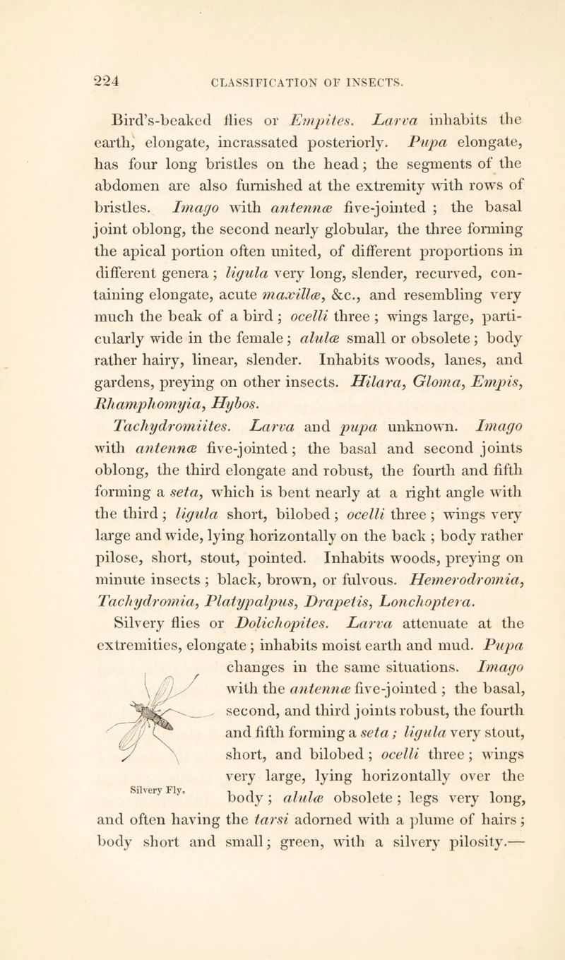 Bird's-beaked flies or Empties. Larva inhabits the earth, elongate, incrassated posteriorly. Pupa elongate, has four long bristles on the head; the segments of the abdomen are also furnished at the extremity with rows of bristles. Imago with antennae five-jointed ; the basal joint oblong, the second nearly globular, the three forming the apical portion often united, of different proportions in different genera; ligula very long, slender, recurved, con¬ taining elongate, acute maxillae, &c., and resembling very much the beak of a bird ; ocelli three ; wings large, parti¬ cularly wide in the female; alulae small or obsolete; body rather hairy, linear, slender. Inhabits woods, lanes, and gardens, preying on other insects. Hilara, Gloma, Empis, Rhamphomyia, Hybos. Tachydromiites. Larva and pupa unknown. Imago with antennae five-jointed; the basal and second joints oblong, the third elongate and robust, the fourth and fifth forming a seta, which is bent nearly at a right angle with the third ; ligula short, bilobed ; ocelli three ; wings very large and wide, lying horizontally on the back ; body rather pilose, short, stout, pointed. Inhabits woods, preying on minute insects ; black, brown, or fulvous. Hemerodromia, Tachydromia, Platypalpus, Drapetis, Lonchoptera. Silvery flies or Dolichopites. Larva attenuate at the extremities, elongate ; inhabits moist earth and mud. Pupa changes in the same situations. Imago with the antennae five-jointed ; the basal, second, and third joints robust, the fourth and fifth forming a seta; ligula very stout, short, and bilobed ; ocelli three; wings very large, lying horizontally over the body; alulae obsolete ; legs very long, and often having the tarsi adorned with a plume of hairs; body short and small; green, with a silvery pilosity.—