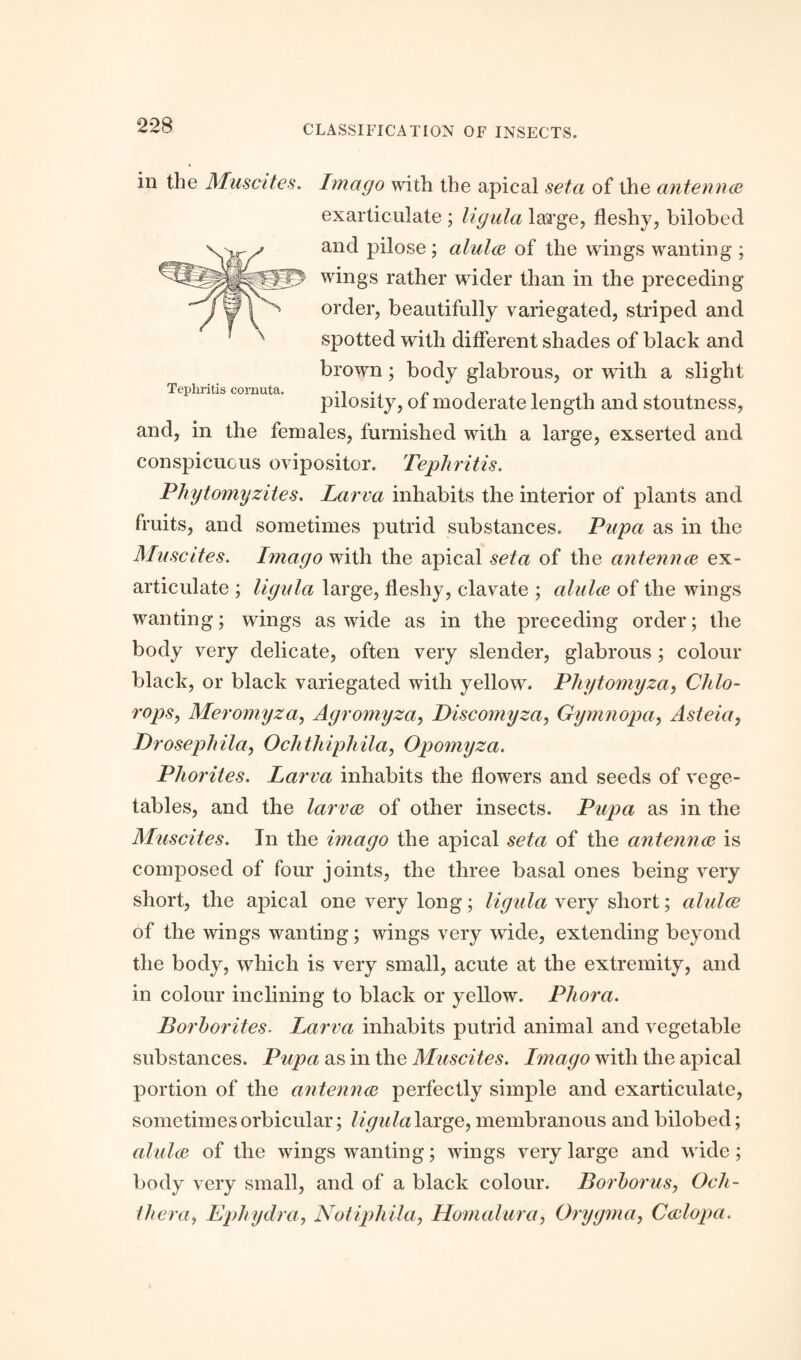 in the Musettes. Imago with the apical seta of the antennae exarticulate ; ligula laTge, fleshy, bilobed and pilose; alulae of the wings wanting ; wings rather wider than in the preceding order, beautifully variegated, striped and spotted with different shades of black and brown; body glabrous, or with a slight Tephritis cornuta. n pilosity, ot moderate length and stoutness, and, in the females, furnished with a large, exserted and conspicuous ovipositor. Tephritis. Phytomyzites. Larva inhabits the interior of plants and fruits, and sometimes putrid substances. Pupa as in the Musettes. Imago with the apical seta of the antennee ex- articulate ; ligula large, fleshy, clavate ; alulae of the wings wanting; wings as wide as in the preceding order; the body very delicate, often very slender, glabrous ; colour black, or black variegated with yellow. Phytomyza, Chlo- rops, Meromyza, Agromyza, Discomyza, Gymnopa, Asteia, Drosephila, Ochthiphila, Opomyza. Pliorites. Larva inhabits the flowers and seeds of vege¬ tables, and the larvae of other insects. Pupa as in the Muscites. In the imago the apical seta of the antennae is composed of four joints, the three basal ones being very short, the apical one very long; ligula very short; alulae of the wings wanting; wings very wide, extending beyond the body, which is very small, acute at the extremity, and in colour inclining to black or yellow. Phora. Borhorites. Larva inhabits putrid animal and vegetable substances. Pupa as in the Muscites. Imago with the apical portion of the antennae perfectly simple and exarticulate, sometimes orbicular; ligula large, membranous and bilobed; alulae of the wings wanting; wings very large and wide; body very small, and of a black colour. Borhorus, Oeh- tliera, Lphydra, Notiphila, Homalura, Orygma, Caelopa.