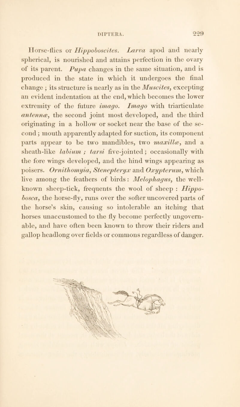 Ilorse-flics or Hippoboscites. Larva apod and nearly spherical, is nourished and attains perfection in the ovary of its parent. Pupa changes in the same situation, and is produced in the state in which it undergoes the final change ; its structure is nearly as in the Musettes, excepting an evident indentation at the end, which becomes the lower extremity of the future imago. Imago with triarticulate antenna, the second joint most developed, and the third originating in a hollow or socket near the base of the se¬ cond ; mouth apparently adapted for suction, its component parts appear to be two mandibles, two maxilla, and a sheath-like labium; tarsi five-jointed; occasionally with the fore wings developed, and the hind wings appearing as poisers. Ornitliomyia, Stenepteryx and Oxypterum, which live among the feathers of birds: Melopliagus, the well- known sheep-tick, frequents the wool of sheep : Hippo- bosca, the horse-fly, runs over the softer uncovered parts of the horse’s skin, causing so intolerable an itching that horses unaccustomed to the fly become perfectly ungovern¬ able, and have often been known to throw their riders and gallop headlong over fields or commons regardless of danger.