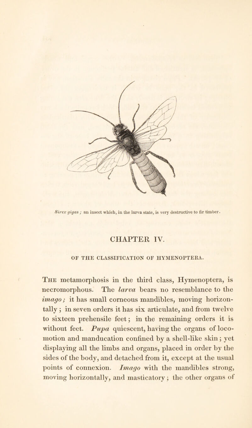 Sir ex gigas ; an insect which, in the larva state, is very destructive to fir timber. CHAPTER IV. OF THE CLASSIFICATION OF HYMENOPTERA. The metamorphosis in the third class, Hymenoptera, is necromorphous. The larva bears no resemblance to the imago; it has small corneous mandibles, moving horizon¬ tally ; in seven orders it has six articulate, and from twelve to sixteen prehensile feet; in the remaining orders it is without feet. Pupa quiescent, having the organs of loco¬ motion and manducation confined by a shell-like skin; yet displaying all the limbs and organs, placed in order by the sides of the body, and detached from it, except at the usual points of connexion. Imago with the mandibles strong, moving horizontally, and masticatory; the other organs of