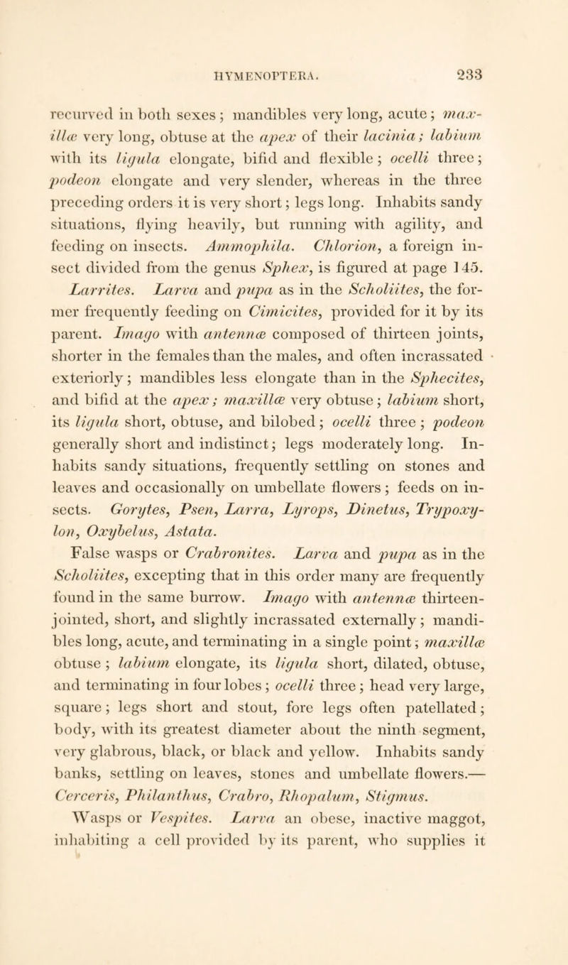 recurved in both sexes ; mandibles very long, acute; max- illae very long, obtuse at the apex of their lacinia; labium with its ligula elongate, bifid and flexible; ocelli three; podeon elongate and very slender, whereas in the three preceding orders it is very short; legs long. Inhabits sandy situations, flying heavily, but running with agility, and feeding on insects. Ammophila. Chlorion, a foreign in¬ sect divided from the genus Sphex, is figured at page 145. Larrites. Larva and pupa as in the Scholiites, the for¬ mer frequently feeding on Cimicites, provided for it by its parent. Imago with antennae composed of thirteen joints, shorter in the females than the males, and often incrassated • exteriorly; mandibles less elongate than in the Spliecites, and bifid at the apex; maxillae very obtuse; labium short, its ligula short, obtuse, and bilobed; ocelli three ; podeon generally short and indistinct; legs moderately long. In¬ habits sandy situations, frequently settling on stones and leaves and occasionally on umbellate flowers; feeds on in¬ sects. Gorytes, Psen, Larva, Lyrops, Dinetus, Trypoxy- lon, Oxybelus, Astata. False wasps or Crabronites. Larva and pupa as in the Scholiites, excepting that in this order many are frequently found in the same burrow. Imago with antennae thirteen- jointed, short, and slightly incrassated externally; mandi¬ bles long, acute, and terminating in a single point; maxillae obtuse ; labium elongate, its ligula short, dilated, obtuse, and terminating in four lobes ; ocelli three ; head very large, square; legs short and stout, fore legs often patellated; body, with its greatest diameter about the ninth segment, very glabrous, black, or black and yellow. Inhabits sandy banks, settling on leaves, stones and umbellate flowers.— Cerceris, Philanthus, Crabro, Rh op alum, Stigmus. Wasps or Vespites. Larva an obese, inactive maggot, inhabiting a cell provided by its parent, who supplies it