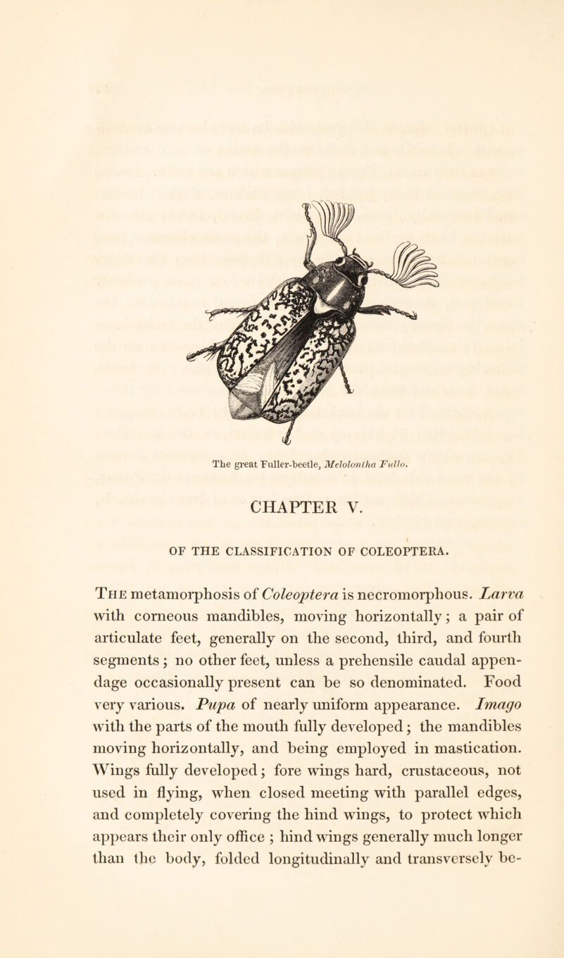 The great Fuller-beetle, Melolontha Fidlo. CHAPTER V. I OF THE CLASSIFICATION OF COLEOPTEEA. The metamorphosis of Coleoptera is necromorphous. Larva with corneous mandibles, moving horizontally; a pair of articulate feet, generally on the second, third, and fourth segments; no other feet, unless a prehensile caudal appen¬ dage occasionally present can be so denominated. Food very various. Pupa of nearly uniform appearance. Imago with the parts of the mouth fully developed; the mandibles moving horizontally, and being employed in mastication. Wings fully developed; fore wings hard, crustaceous, not used in flying, when closed meeting with parallel edges, and completely covering the hind wings, to protect which appears their only office ; hind wings generally much longer than the body, folded longitudinally and transversely be-