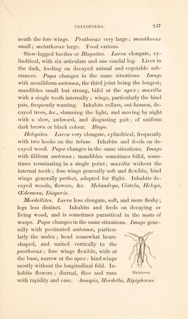 ♦247 neatli the fore wings. Prothorax very large ; mesothorax small; metathorax large. Food various. Slow-legged beetles or Blapsites. Larva elongate, cy¬ lindrical, with six articulate and one caudal leg. Lives in the dark, feeding on decayed animal and vegetable sub¬ stances. Pupa changes in the same situations. Imago with moniliform antennae, the third joint being the longest; mandibles small but strong, bifid at the apex; maxillce with a single tooth internally ; wings, particularly the hind pair, frequently wanting. Inhabits cellars, out-houses, de¬ cayed trees, &c., shunning the light, and moving by night with a slow, awkward, and disgusting gait; of uniform dark brown or black colour. Blaps. Helopites. Larva very elongate, cylindrical, frequently with two hooks on the telum. Inhabits and feeds on de¬ cayed wood. Pupa changes in the same situations. Imago with filiform antennae; mandibles sometimes bifid, some¬ times terminating in a single point; maxillae without the internal tooth ; fore wings generally soft and flexible, hind wings generally perfect, adapted for flight. Inhabits de¬ cayed woods, flowers, &c. Melandrya, Cistela, Helops, (Edemera, Biaperis. Mordellites. Larva less elongate, soft, and more fleshy; legs less distinct. Inhabits and feeds on decaying or living wood, and is sometimes parasitical in the nests of wasps. Pupa changes in the same situations. Imago gene¬ rally with pectinated antennae, particu¬ larly the males ; head somewhat heart- shaped, and united vertically to the prothorax; fore wings flexible, wide at the base, narrow at the apex; hind wings mostly without the longitudinal fold. In¬ habits flowers ; diurnal, flies and runs Ripiphorus. with rapidity and case. Anaspis, Mordella, Ripiphorus,