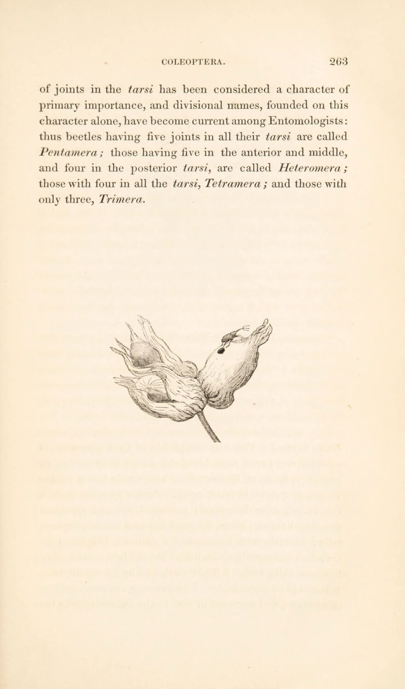 of joints in the tarsi lias been considered a character of primary importance, and divisional names, founded on this character alone, have become current among Entomologists: thus beetles having five joints in all their tarsi are called Pentamera ; those having five in the anterior and middle, and four in the posterior tarsi, are called Heteromera; those with four in all the tarsi, Tetramera ; and those with only three, Trim era.