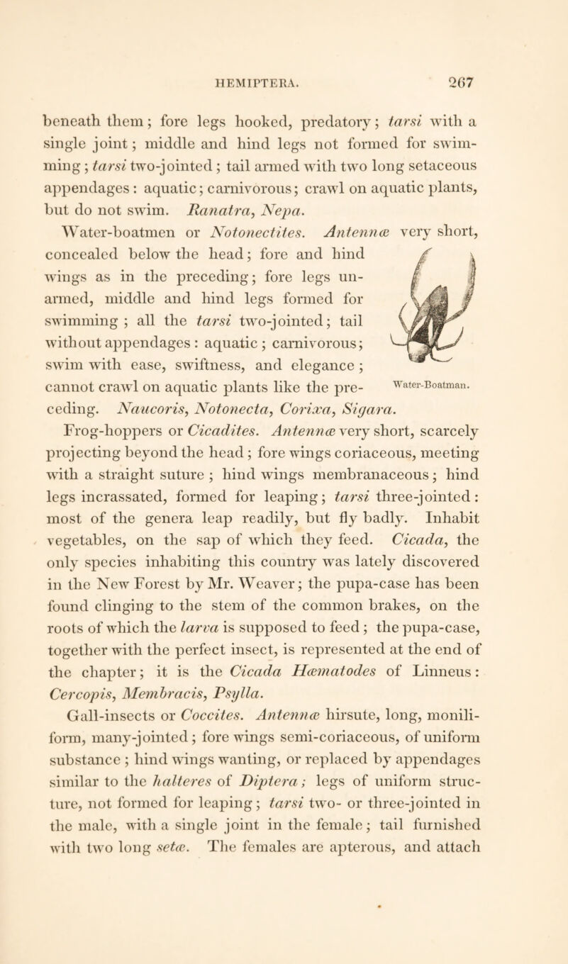 beneath them; fore legs hooked, predatory; tarsi with a single joint; middle and hind legs not formed for swim¬ ming ; tarsi two-jointed ; tail armed with two long setaceous appendages : aquatic; carnivorous; crawl on aquatic plants, but do not swim. Ranatra, Nepa. Water-boatmen or Notonectites. Antennae very short, concealed below the head; fore and hind wings as in the preceding; fore legs un¬ armed, middle and hind legs formed for swimming; all the tarsi two-jointed; tail without appendages : aquatic ; carnivorous; swim with ease, swiftness, and elegance ; cannot crawl on aquatic plants like the pre¬ ceding. Naucoris, Notonecta, Corixa, Sigara. Frog-hoppers or Cicadites. An ten nee very short, scarcely projecting beyond the head ; fore wings coriaceous, meeting with a straight suture ; hind wings membranaceous; hind legs incrassated, formed for leaping; tarsi three-jointed: most of the genera leap readily, but fly badly. Inhabit vegetables, on the sap of which they feed. Cicada, the only species inhabiting this country was lately discovered in the New Forest by Mr. Weaver; the pupa-case has been found clinging to the stem of the common brakes, on the roots of which the larva is supposed to feed ; the pupa-case, together with the perfect insect, is represented at the end of the chapter; it is the Cicada Haematodes of Linneus: Cercopis, Membracis, Psylla. Gall-insects or Coccites. Antennae hirsute, long, monili- form, many-jointed; fore wings semi-coriaceous, of unifonn substance ; hind wings wanting, or replaced by appendages similar to the halteres of Diptera; legs of uniform struc¬ ture, not formed for leaping; tarsi two- or three-jointed in the male, with a single joint in the female; tail furnished with two long setae. The females are apterous, and attach