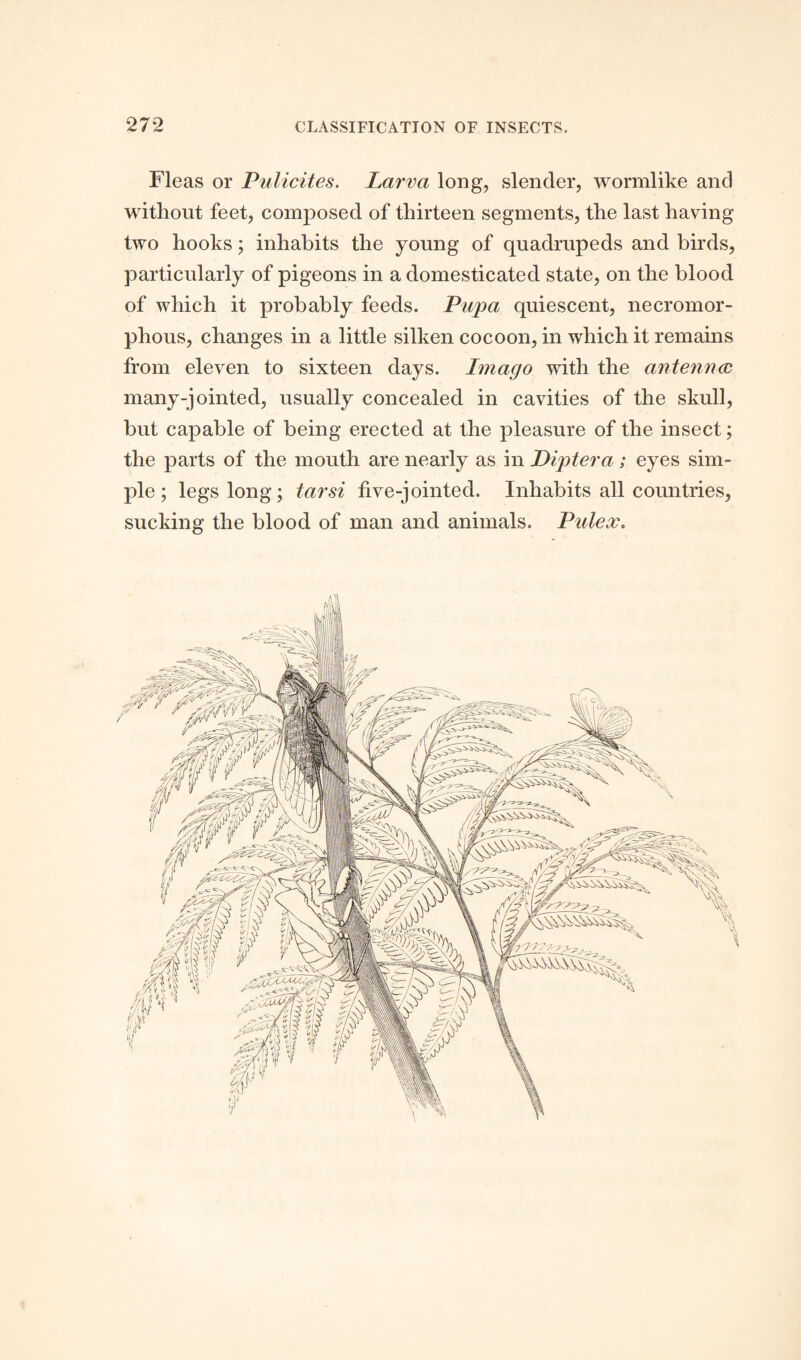 Fleas or Pulicites. Larva long, slender, wormlike and without feet, composed of thirteen segments, the last having two hooks; inhabits the young of quadrupeds and birds, particularly of pigeons in a domesticated state, on the blood of which it probably feeds. Pupa quiescent, necromor- phous, changes in a little silken cocoon, in which it remains from eleven to sixteen days. Imago with the antenna many-join ted, usually concealed in cavities of the skull, but capable of being erected at the pleasure of the insect; the parts of the mouth are nearly as in Diptera; eyes sim¬ ple ; legs long; tarsi five-jointed. Inhabits all countries, sucking the blood of man and animals. Pulex.