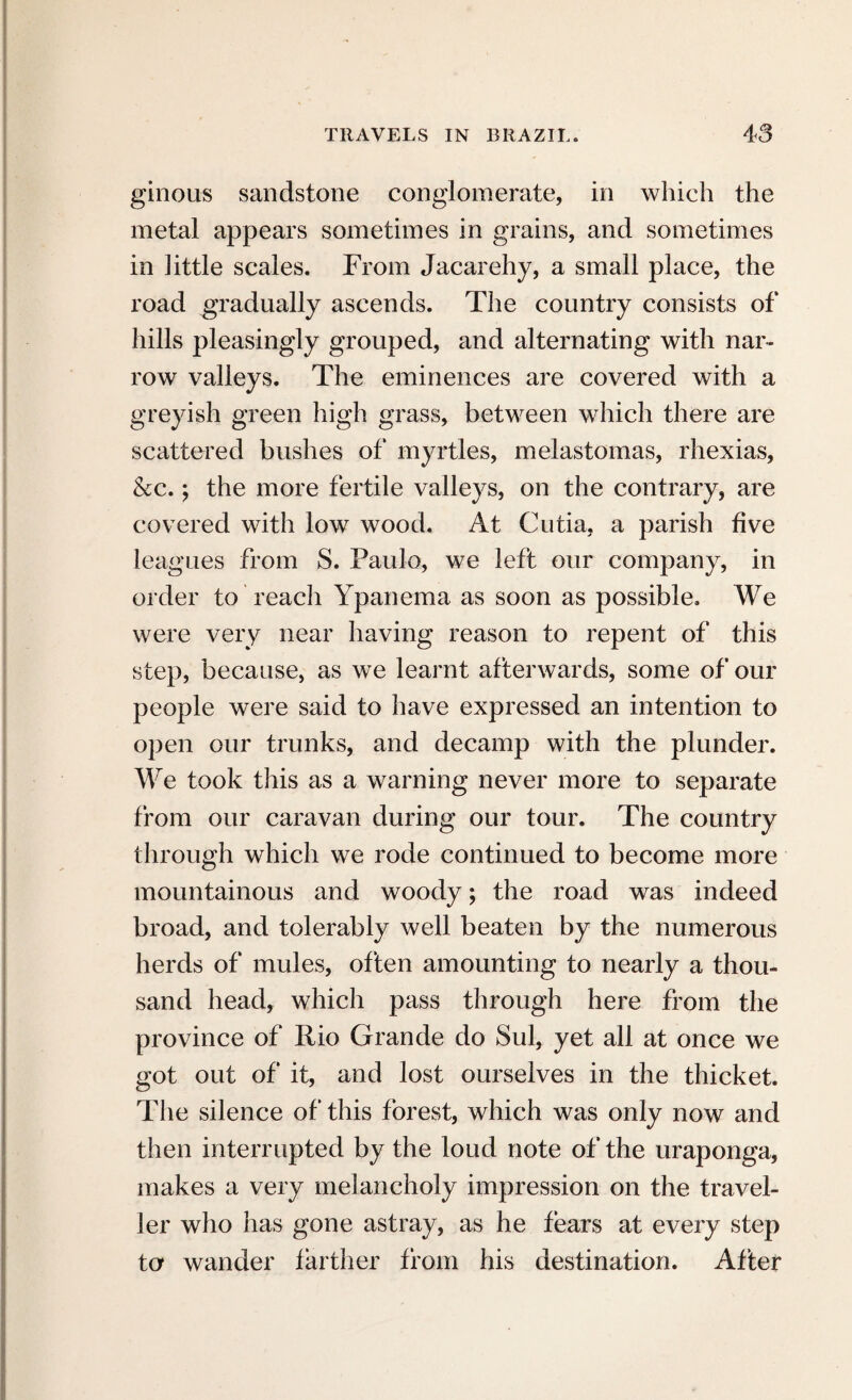 ginous sandstone conglomerate, in which the metal appears sometimes in grains, and sometimes in little scales. From Jacarehy, a small place, the road gradually ascends. The country consists of hills pleasingly grouped, and alternating with nar¬ row valleys. The eminences are covered with a greyish green high grass, between which there are scattered bushes of myrtles, melastomas, rhexias, &c.; the more fertile valleys, on the contrary, are covered with low wood. At Cutia, a parish five leagues from S. Paulo, we left our company, in order to reach Ypanema as soon as possible. We were very near having reason to repent of this step, because, as we learnt afterwards, some of our people were said to have expressed an intention to open our trunks, and decamp with the plunder. We took this as a warning never more to separate from our caravan during our tour. The country through which we rode continued to become more mountainous and woody; the road was indeed broad, and tolerably well beaten by the numerous herds of mules, often amounting to nearly a thou¬ sand head, which pass through here from the province of Rio Grande do Sul, yet all at once we got out of it, and lost ourselves in the thicket. The silence of this forest, which was only now and then interrupted by the loud note of the uraponga, makes a very melancholy impression on the travel¬ ler who has gone astray, as he fears at every step to wander farther from his destination. After