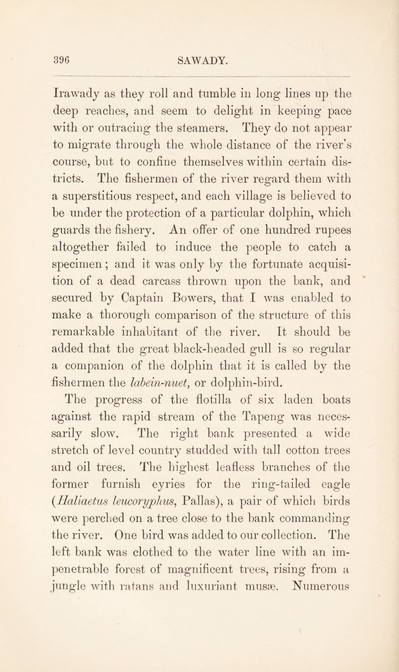 Irawady as they roll and tumble in long lines up the deep reaches, and seem to delight in keeping pace with or outracing the steamers. They do not appear to migrate through the whole distance of the liver’s course, but to confine themselves within certain dis- tricts. The fishermen of the river regard them with a superstitious respect, and each village is believed to be under the protection of a particular dolphin, which guards the fishery. An offer of one hundred rupees altogether failed to induce the people to catch a specimen; and it was only by the fortunate acquisi- tion of a dead carcass thrown upon the bank, and secured by Captain Bowers, that I was enabled to make a thorough comparison of the structure of this remarkable inhabitant of the river. It should be added that the great black-headed gull is so regular a companion of the dolphin that it is called by the fishermen the labein-nuet, or dolpbin-bird. The progress of the flotilla of six laden boats against the rapid stream of the Tapeng was neces- sarily slow. The right bank presented a wide stretch of level country studded with tall cotton trees and oil trees. The highest leafless branches of the former furnish eyries for the ring-tailed eagle (lialiaetus leucoryphus, Pallas), a pair of which birds were perched on a tree close to the bank commanding the river. One bird was added to our collection. The left bank was clothed to the water line with an im- penetrable forest of magnificent trees, rising from a jungle with ratans and luxuriant muses. Numerous