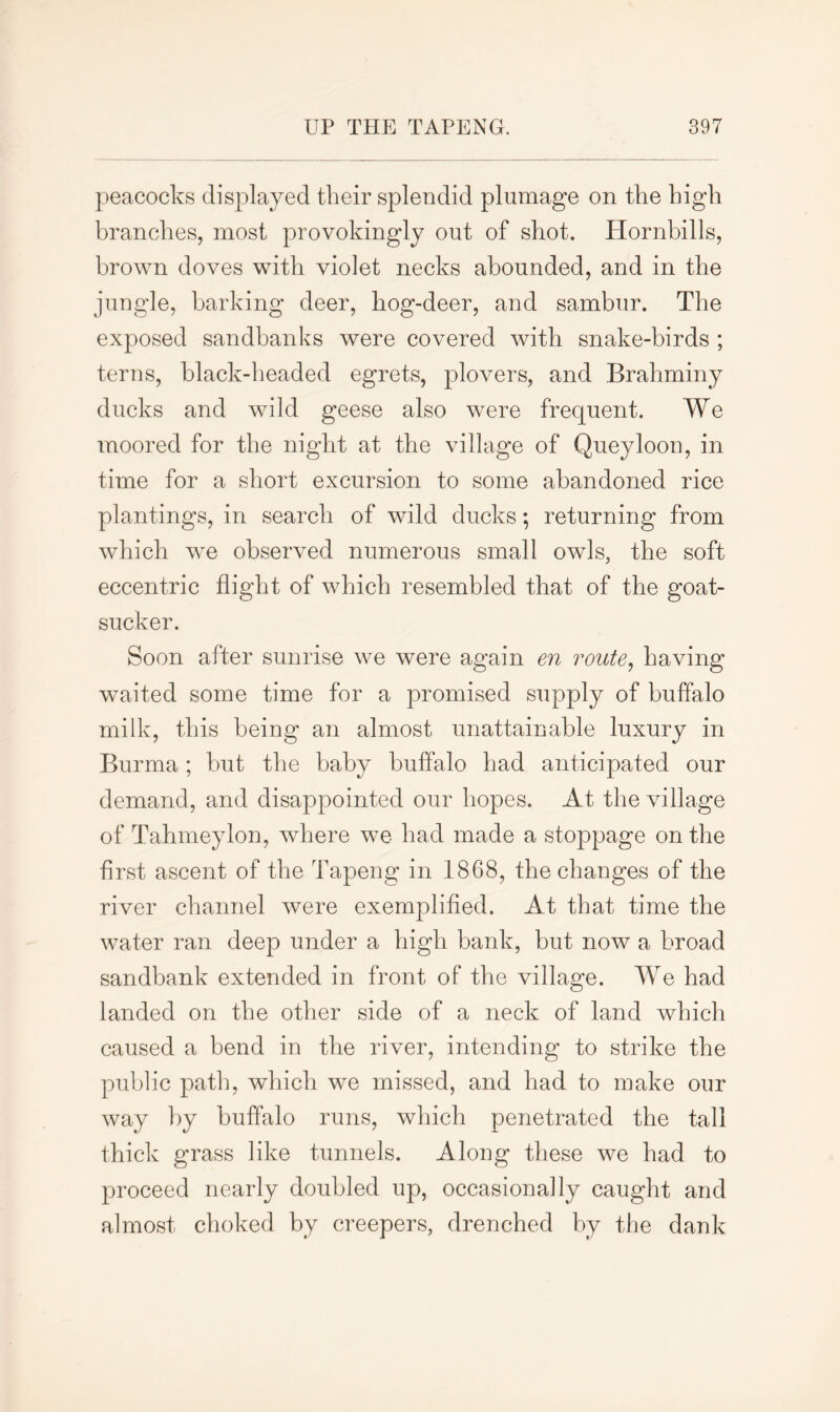 peacocks displayed their splendid plumage on the high branches, most provokingly out of shot. Hornbills, brown doves with violet necks abounded, and in the jungle, barking deer, hog-deer, and sambur. The exposed sandbanks were covered with snake-birds ; terns, black-headed egrets, plovers, and Brahminy ducks and wild geese also were frequent. We moored for the night at the village of Queyloon, in time for a short excursion to some abandoned rice plantings, in search of wild ducks; returning from which we observed numerous small owls, the soft eccentric flight of which resembled that of the goat- sucker. Soon after sunrise we were again en route, having waited some time for a promised supply of buffalo milk, this being an almost unattainable luxury in Burma; but the baby buffalo had anticipated our demand, and disappointed our hopes. At the village of Tahmeylon, where we had made a stoppage on the first ascent of the Tapeng in 1868, the changes of the river channel were exemplified. At that time the water ran deep under a high bank, but now a broad sandbank extended in front of the village. We had landed on the other side of a neck of land which caused a bend in the river, intending to strike the public path, which we missed, and had to make our way by buffalo runs, which penetrated the tall thick grass like tunnels. Along these we had to proceed nearly doubled up, occasionally caught and almost choked by creepers, drenched by the dank