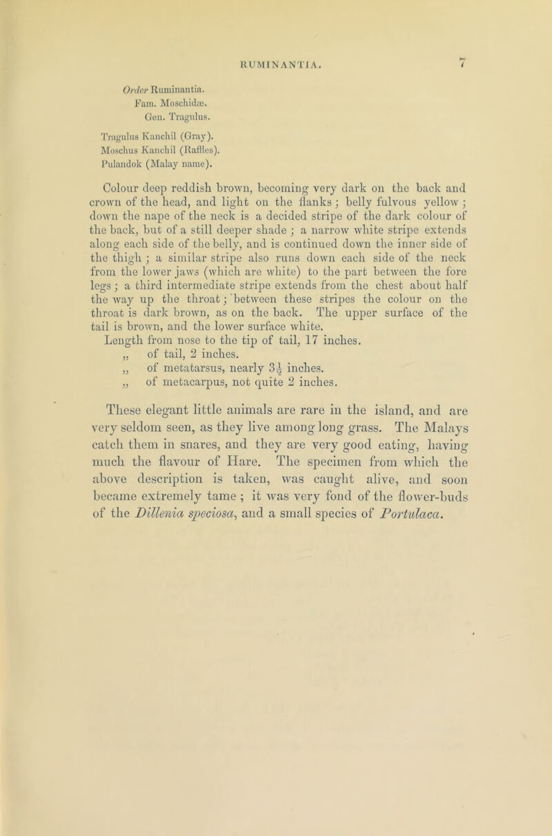 Order Ruminantia. Fam. Moschidaj. Gen. Tragulus. Tragulus Kanchil (Gray). Moschus Kanchil (Raffles). Pulandok (Malay name). Colour deep reddish brown, becoming very dark on the back and crown of the bead, and light on the flanks ; belly fulvous yellow ; down the nape of the neck is a decided stripe of the dark colour of the back, but of a still deeper shade ; a narrow white stripe extends along each side of the belly, and is continued down the inner side of the thigh ; a similar stripe also runs down each side of the neck from the lower jaws (which are white) to the part between the fore legs ; a third intermediate stripe extends from the chest about half the way up the throat; between these stripes the colour on the throat is dark brown, as on the back. The upper surface of the tail is brown, and the lower surface white. Length from nose to the tip of tail, 17 inches. „ of tail, 2 inches. „ of metatarsus, nearly 3^ inches. „ of metacarpus, not quite 2 inches. These elegant little animals are rare in the island, and are very seldom seen, as they live among long grass. The Malays catch them in snares, and they are very good eating, having much the flavour of Hare. The specimen from which the above description is taken, was caught alive, and soon became extremely tame ; it was very fond of the flower-buds of the Dittenia speciosa, and a small species of Portulaca.