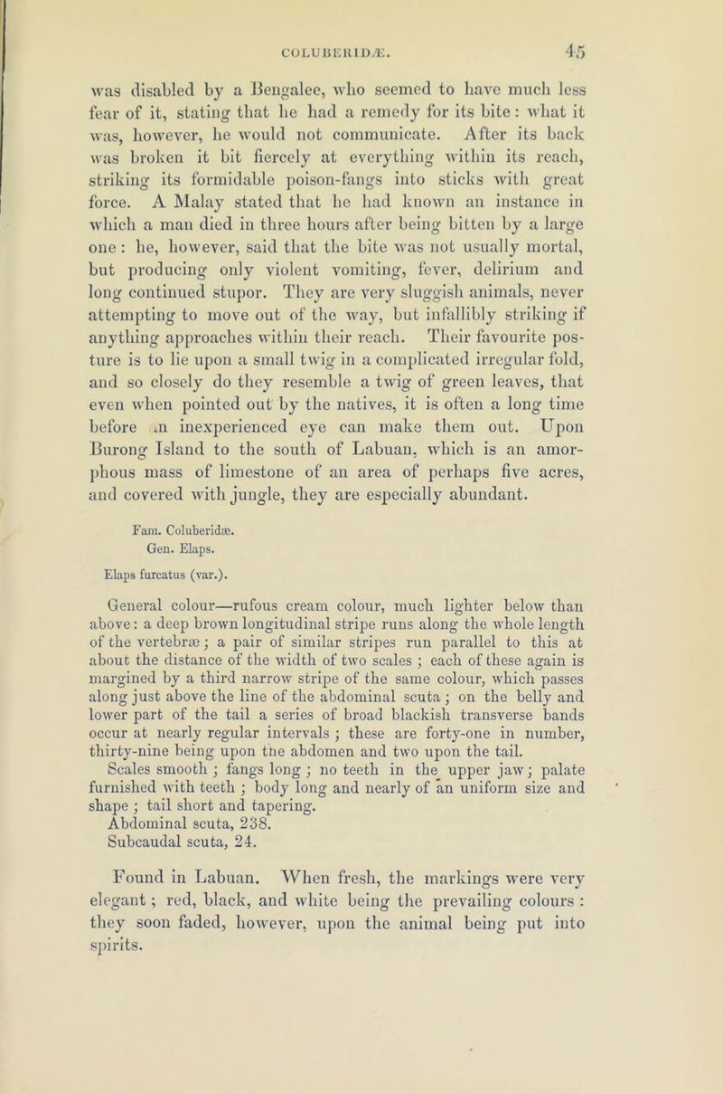 was disabled by a Bengalee, who seemed to have much less fear of it, stating that he had a remedy for its bite : what it was, however, he would not communicate. After its back was broken it bit fiercely at everything within its reach, striking its formidable poison-fangs into sticks with great force. A Malay stated that he had known an instance in which a man died in three hours after being bitten by a large one : he, however, said that the bite was not usually mortal, but producing only violent vomiting, fever, delirium and long continued stupor. They are very sluggish animals, never attempting to move out of the way, but infallibly striking if anything approaches within their reach. Their favourite pos- ture is to lie upon a small twig in a complicated irregular fold, and so closely do they resemble a twig of green leaves, that even when pointed out by the natives, it is often a long time before m inexperienced eye can make them out. Upon Burong Island to the south of Labuan, which is an amor- phous mass of limestone of an area of perhaps five acres, and covered with jungle, they are especially abundant. Fam. Coluberidae. Gen. Flaps. Elaps furcatus (var.). General colour—rufous cream colour, much lighter below than above: a deep brown longitudinal stripe runs along the whole length of the vertebrae; a pair of similar stripes run parallel to this at about the distance of the width of two scales ; each of these again is margined by a third narrow stripe of the same colour, which passes along just above the line of the abdominal scuta ; on the belly and lower part of the tail a series of broad blackish transverse bands occur at nearly regular intervals ; these are forty-one in number, thirty-nine being upon the abdomen and two upon the tail. Scales smooth ; fangs long ; no teeth in the upper jaw; palate furnished with teeth ; body long and nearly of an uniform size and shape ; tail short and tapering. Abdominal scuta, 238. Subcaudal scuta, 24. Found in Labuan. When fresh, the markings were very elegant; red, black, and white being the prevailing colours : they soon faded, however, upon the animal being put into spirits.