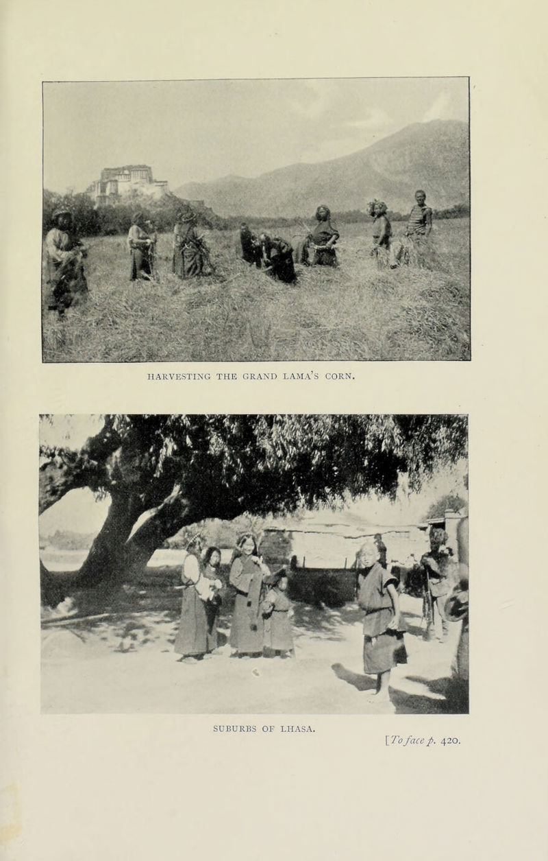 HARVESTING THE GRAND LAMA’S CORN. SUBURBS OF LHASA,