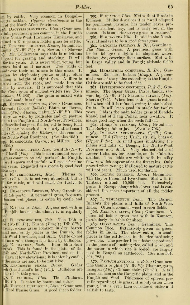 ■n by cattle. Very common in Bengal — ■ entla nmidan. Cijjivrus ileusinoides is the in of the North-West Provinces. ,46. Dactyi.isglomekata. Linn.; Graminese. u tall, perennial grass common in the Punjab 1 the North-West Provinces Himalayas, and sained in Europe as a fodder grass for cattle. ..47. Eleonvrus hirsutus,Munro; Graminese. unjuri (A.-1F. P.); Sin, Sewan, or Shewar Mr. Coldstream says this is nutritious good for grazing and stacking. It will for ten years. It is sweet when young, but l imes hard as it matures. The wilds of ianir owe their usefulness to this grass. It eaten by elephants; grows rapidly, often .ining a height of eight feet. A fil re is pared from the roots, and made into the rihes by weavers. It is supposed that this lhe Cusa grass of ancient writers (see Tod's Uisthan, II. 286). The grain is mixed with •a and made into flour. ^48. Eleusine .t.gyptica, Pits.; Graminese. •kra-jali (Lower India) ; Bhuia or Tlierna, liana (Pb.)Jharna, niakra (A7.-IF. P.). This -ss grows wild by roadsides and on pasture ils in the Punjab and North-West Provinces. b described as good fodder, cattle being fond It may be stacked. A nearly allied small fcies {E. scinda), the Bliobra, is also common lie North-West Provinces. {See also 495.) 49. E. corocana, Geertn.; see Millets. {See 696.) 50. E. flagellifera, A7ees. Gurdub (A7.-TF. :: Ghatil {I'b.). This is an abundant creep- grass common on arid parts of the Punjab. 1 well known and useful; will stack for nine en years. Regarded as a specially good food llonkeys. 51. E. verticillata, Rozb. Therna or ana (Pb.). It is not very abundant, but is 1 for cattle, and will stack for twelve to ten years. 52. Eragrostis BnowNEr, Nees; Gramme®. 111 {Aligarh). A perennial grass, frequent- barren wet places; is eaten by cattle and *es. 53. E. ciliaris, Linn. A grass met with in Punjab, but not abundant; it is regularly »ed. 54. E. cynosuroides, Retz. The Dab or In (A7.-IF. P.); Kusha {Bang.)-, Dib {Bb.). Itrong, coarse grass common in dry, barren and and sandy places in the Punjab, the ith-West 1 ovinces, and Sind. Cattic do not lit as a rule, though it is liked by buffaloes. 55. E. diandra, Rozb. Bara bhurbhuri tttra). This is found in the plains of the Kjab and North-West Provinces and on the ;ilaya at low elevations ; it is eaten by cattle, the seeds are said to be nutritive. ,;6. Euaghostis pilosa, Beauv. Gadar <cli (the Jackal’s tail) (I’b.). Buffaloes are to relish this grass. 17. E. I’LUMOsa, Linn. The Phularwa IF. I’.). Is eaten by horses and cattle. ;8. Fkstuca dcriusoula, Linn.; Graminese. Hard Fescue Grass. A good sheep fodder. 359. E. klatior, Linn. Met with at Biustir in Kunmon. Muller di scribes it as “ well adapted for permanent pastures, has tender leaves, pro- duces excellent hay, and is early out in the season. It is superior to rye-grass in produce. 360. F. GIGANTEA,Vill. Is said in the North- West Himalaya to be a good forest grass. 361. Glyoeria fltjitans, R. Br.; Graraineso. The Manna Grass. A perennial grass wilh tender foliage: delights in stagnant water, ditches, &c., covering their surface. Met with in Baspa valley and in Pangi; altitude 9,000 feet. 362. Hemarthria compressa, R. Br.; Gra- in incse. Ransheru, buksha {Beng.). A peren- nial grass of the plains extending to the Punjab. Cattle are said to be fond of it. 363. IIeterofogon contortos, R. & S.; Gra- minese. The Spear Grass; Parba, banda, sar- war, lap (A7.-IF. P.); Sarwala, surwala {Bb.)-, Shervu {Tel.). When tender this grass is eaten, hut when old it is refused, owing to the barbed fruits. It will keep good in stack for twelve years. This is the main fodder grass of Bandel- khand and of Dang Pahari near Gwalior. It makes good hay when the seeds fall off. 364. Hordeum vulgare, Linn.; Graminese. The Barley ; Jab or jav. {See also 703.) 365- Imperata arundinacea, Cyril!.; Gra- minese. Ulu {Beng.); Usirh, sir, sil, bharwai {Upper India). A small grass, inhabiting the plains and hills of Bengal, the North-West Provinces and Sind. Very characteristic of Lower India, as, for example, on the Calcutta maidan. The fields are white with its silky flowers, which appear after the first rains. Only grazed when young; if allowed to mature cattle will not eat it. Much used for thatch. 366. Lolium perenne, Linn.; Graminese. The Hay or Perennial Rye Grass. Met with in Thibet; altitude 15,000 feet. Extensively grown in Europe along with clover, and is con- sidered the most important of all the fodder grasses. 367. L. temulentum, Linn. The Darnel. Inhabits the plains and hills of North-West India. Often a common weed in corn-fields. 368. Melica ciliata, Linn.; Graminese. A perennial fodder grass met with in Kumaon, particularly desirable for sheep. 369. Oryza sativa, Linn.; Graminefo. Tho Common Rice. Extensively given as green fodder in India. The straw cut up in small pieces is the cattle-food in the rice-producing provinces. The powder-like substance produced in the process of husking rice, called lcura, and the water in which rice is boiled, are largely used in Bengal us cattle-lbod. {See also 504, 694, 723.) 370. Panicum antidotale, Retz. ; Graminefo. The Garnur or ghiri (A7.- IF. P.); Ghamur, garni, nmngrur (Pb.); Chiman chara {Bomb.). A tall grass common on the Gangetic plains, and in tho Punjab and Sind. Difference of opinion pre- vails regarding this grass ; it is only eaten when young, but is even then considered bitter and saltish to taste. F