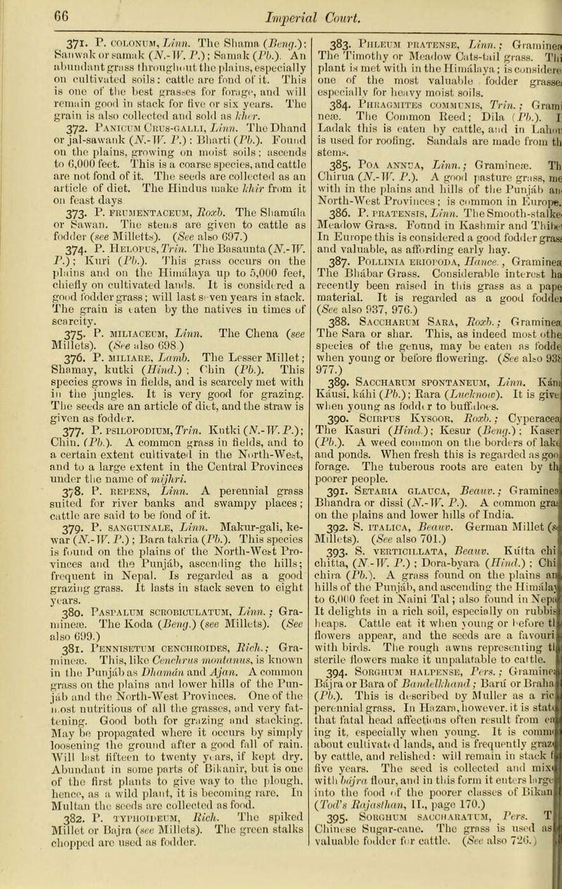 371. r. COLONUM, Linn. The Shama (Beng.); Sanwnk orsamak (N.-1F. 7’.); Snrnak (PE). An abundant grass throughout the plains, especially on cultivated soils: cattle are fond of it. This is one of the best grasses for forage, and will remain good in stack for five or six years. The grain is also collected and sold as Idler. 372. Panicum Crus-gallt, Linn. Thu Dhand or jal-sawank (N.- IF. 7'.): Bharti (Pb.). Found on the plains, growing ou moist soils; ascends to G,0()0 feet. This is a coarse species, and cattle are not fond of it. The seeds are collected as an article of diet. The Hindus make hliir from it on feast days 373. P. frtjmentaceum, limb. The Shamula or Sawan. The stems are given to cattle as fodder (see Milletts). (See albo G97.) 374. P. H elopes, Trin. The Basaunta (7V.-TF. r.); Kuri (Lb.). This grass occurs on the plains anil on the Himalaya up to 5,000 feet, chieiiy on cultivated lands. It is considered a good fodder grass; will last seven years in stack. The grain is eaten by the natives in times of scarcity. 375. P. miltacecm, Linn. The Chena (see Millets). (See also 698 ) 376. P. miliare, Lamb. The Lesser Millet ; Shnmay, kutki (Hind.) ; Chin (Pb.). This species grows in fields, and is scarcely met with in the jungles. It is very good for grazing. The seeds are an article of diet, and the straw is given as fodder. _ 377- P- psilopodium, Trin. Kutki (N.- IF. P.); Chin. (Pb ). A common grass in fields, and to a certain extent cultivated in the North-West, and to a large extent in the Central Provinces under the name of mijhri. 3)8. P. repens, Linn. A perennial grass suited for river banks and swampy places; cattle are said to be fond of it. 379. P. sangctnale, Linn. Makur-gali, ke- war (iV.-lF. P.) ; Bara takria (Pb.). This species is found on the plains of the North-West Pro- vinces and the Punjab, ascending the hills; frequent in Nepal. Is regarded as a good grazing grass. It lasts in stack seven to eight years. 380. Paspalum scrobioulatum, Linn.; Gra- minese. The Koda (Beng.) (see Millets). (See also G99.) 381. Penntsetum cenciiroides, Rich.; Gra- mme®. This, like Cenchrus montanus, is known in the Punjab as Dliaman and Ajan. A common grass on the plains and lower hills of the Pun- jab and the North-West Provinces. One of the most nutritious of all the grasses, and very fat- tening. Good both for grazing and stacking. May be propagated whore it occurs by simply loosening Ihe ground after a good fall of rain. Will last fifteen to twenty years, if kept dry. Abundant in some parts of Bileanir, but is one of the first plants to give way to the plough, hence, as a wild plant, it is becoming rare. In Multan the seeds are collected ns food. 382. P. typhoiueum, Rich. The spiked Millet or Bajra (see Millets). The green stalks chopped are used as fodder. 383. Piileum pratense, Linn.; Graminea The Timothy or Meadow Cats-tail grass. Thi plant is met with in the Himalaya; isconsidcre one of the most valuable fodder grassei especially for heavy moist soils. 384. Phragmites communis, Trin.; Grami ne®. The Common Reed; Dila (I’b.). I Ladak this is eaten by cattle, and in Lahmi is used for roofing. Sandals are made from tli stems. 385. Poa annua, Linn.; Gramine®. Tli Chirua (A7.-IF. P.). A good pasture grass, me with in the plains and hills of the Punjab am North-West Provinces; is common in Europe. 386. P. pratensis, Linn. TheSmooth-stalkei Meadow Grass. Found in Kashmir and Thihei In Europe this is considered a good fodder grass and valuable, as affording early hay. 387. Pollinia eriopoda, Hance., Graminea The Bhabar Grass. Considerable interest ha recently been raised in this grass as a pape material. It is regarded as a good fodelei (See also 937, 976.) 388. Saccharum Sara, Rorh.; Graminea The Sara or sliar. This, as indeed most othe species of the genus, may be eaten as foddej when young or before flowering. (See also 93b 977.) 389- Saccharum spontaneum, Linn. Kamj Kausi, kahi (Pb.); Rara (Luchnow). It is give when young as foddi r to buff does. 390. Scirpus Ivysoor, Roxb.; Cyperacea The Kasuri (Hind.); Kesur (Beng.); Kaser (Pb.). A weed common on the borders of lake and ponds. When fresh this is regarded as goo forage. The tuberous roots are eaten by th poorer people. 391. Setaria glauca, Beauv.; Graminea Bhandra or dissi (TV.-IF. P.). A common grai on the plains and lower lulls of India. 392. S. italica, Beauv. German Millet (,«< Millets). (See also 701.) 393. S. vertici 1,lata, Beauv. Kutta chi cliitta, (AT-IF. P.) ; Dora-byara (Hind.) ; Chi chira (Pb.). A grass found on the plains an hills of the Punjab, and ascending the Himalai to 6,0(10 feet in Naini Tal; also found in Nepa It delights in a rich soil, especially on rubbis heaps. Cattle eat it when young or before tl flowers appear, and the seeds are a favouri with birds. The rough awns representing tl sterile flowers make it unpalatable to cattle. 394. Sorghum halpense, Pcrs.; Graminei Bajra or Bara of Bandelhhand; Baru orBraha (Pb.). This is described by Muller as a ric perennial grass. In Hazara, however, it is state that fatal head affections often result from cn ing it, especially when young. It is eomm< about cultivate el lands, anil is frequently graze® by cattle, and relished: will remain in stack til five years. The seed is collected and mix* with bdjra flour, ami in this form it ente rs large into the food of the poorer classes of Bikan (Tod’s Rajasthan, II., page 170.) 395. Sorghum saccharatum, Pcrs. T Chine se Sugar-cane. The grass is used as valuable fodder for cattle. (Sec also 726.)