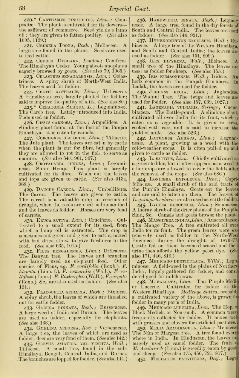 420. * Cartiiamus tinutorius, Linn.; Com- positso. The plant ia cultivated for its flowers— the safflower of commerce. Seed yields a lamp oil; they are given to fatten poultry. (See also 1005, 1130.) 421. Cedrela Toona, Jtnxb.; Mcliacete. A large tree found in the plains. Seeds are used to feed cattle. 422. Cedrus Deobara, Loudon; Coniform. The Himalayan Cedar. Young shoots andplants eagerly browsed by goats. (See also 79, 1005.) 423. Celastiius senagalensis, Lam.; Celas- trincae. A spiny shrub of North-West India. The leaves used for fodder. 424. Celtis australis, Linn.; Urticaecro. A Himalayan tree, largely planted for fodder; said to improve the quality of milk. (See also 80.) 425. * Ceratonia Siliqua, L.; Legumino.-m. The Carob tree. Lately introduced into India. Pods used as fodder. 426. Cissi s caiinosa, Lam.; Ampelidere. A climbing plant found at the foot of the Punjab Himalaya; it is eaten by camels. 427. Corchorus olitorius, Linn.; Tiliaceie. The Jute plant. The leaves are eati n by cattle when the plant is cut for fibre, but generally they are allowed to rot in the field to serve as manure. (See al.-o 547. 961, 967.) 428. Crotalaria juncea, Linn.; Legumi- nosio. Sunn Hemp. This plant is largely cultivated for its fibre. When cut the leaves and tops are given to cattle. (See also 913a, 968.) 429. Caucus Carota, Linn.; Umbelliferse. The Carrot. The leaves are given to cattle. The carrot is a valuable crop in seasons of drought, when the roots are used as human food and the leaves as fodder. Horses are very fond of carrots. 430. Ertjca sativa. Lam.; Crucifer*. Cul- tivated to a small extent for its seed, from which a lamp oil is extracted. The crop is sometimes cut green anil given to cattle, mixed with bad dried straw to give freshness to the food. (See also 665, 1015.) 431. Ficus bengalensis, Linn.; Urtieacese. The Banyan tree. The leaves and branches are largely used as elephant food. Other species of Ficus, e.g. F. cordifolia (Roxb.), F. hispida (Linn, f.), F. nemoralis (Wall.), F. re- ligiosa (Linn.), F. Boxlmrghii (Wall.), F. virgata (Roxb.), &c., are also used ns fodder. (See also 131.) 432. Flacourtia seriaria, Ltoxb.; Bixineie. A spiny shrub, the leaves of which are thrashed out for cattle fodder. 433. Garuga pinnata, Iinxh.; Burscaccfo. A large weed of India and Burma. The leaves are used as fodder, especially for elephants. (See also 138.) 434. Gmelina arborea, ltoxb.; Verhenacem. A large tree, the leaves of which are used as fodder; deer arc very fond of them. (See also 142.) 435. Grewia asiatica, var. vestita. Wall.; Tiliacese. A small tree, found in the sub- Himalaya, Bengal, Central India, and Burma. The branches are lopped for fodder. (See also 144.) 436. IIarIiwickia binata, Boxh.; Legumi- nosie. A large tree, found in the dry forests of South and Central India. The leaves are used as fodder. (Sec also 146, 921.) 437. IIymenodictyon excelsum, Wall.; Ru- hiact m. A large tree of the Western Himalaya, and South and Central India; the leaves are used as fodder. (See also 154, 809.) 438. Ilex dipyrena, Wall.; Ilicineae. A small tree of the Himalaya. The leaves are used as fodder for sheep. (See also 155.) 439. Iris kumaonensis, Wall.; Irideie. An herb common in the Punjab Himalaya. In Ladiili, the leaves are used for fodder. 440. Juglans regia, Linn.; Juglandoce. The Walnut Tiee. The twigs and leaves are used for fodder. (See also 157, 639, 1027.) 441. Lagenaria vulgaris, Seringe; Cucur- bitacese. The Bottle-gourd. A climbing plant, cultivated all over India for its fruit, which is eaten as a vegetable. It is given to cows, cooked with rice, and is said to increase the yield of milk. (See also 526.) 442. Lathyru8 Apiiaca, Linn.; Legnnii- nosre. A plant, growing as a weed with the cold-weather crops. It is often pulled up and given to cattle as fodder. 443. L. sativus, Linn. Chiefly cultivated as a green fodder, but it often appears as a weed if other crops are allowed to cover the fields after the removal of the crops. (See also 686.) 444. Lonicera hypoleuoa, Dene.; Capri- foliacese. A small shrub of the arid tracts of the Punjab Himalaya. Goats eat the leaves and are said to fatten on them. The leaves ol L. quinquelocularis are also used as cattle fodder. 445. Lycium euroiveum, Linn.; Solanaceoe. A thorny shrub of the drier plains of the Punjab. Sind, &c. Camels and goats browse the plant. 446. Mangifera iNiiiCA,Lbm.; AnacardiacesB The Mango Tree. A tree cultivated all ovei India for its fruit. The greeu leaves were ex-i tensively used as fodder in the North-Wesl Provinces during the drought of 1876-77 Cattle fed on them become diseased and theii urine then affords the yellow peori dye. (Se< also 171, 446, 816.) 447. Medicago denticulata, Willd.; Legu mines*. A field-weed in the plains of Northeri India; largely gathered for fodder, and coi'si| dered good for milch cows. 448. M. falcata, Linn. The Purple Medii or Lucerne. Cultivated for fodder in th Western Him&laya. Medicago Sativa, probabl; a cultivated variety of the above, is grown fo fodder in many parts of India. 449. Medicago lupulina, Linn. The Hop, 0 Black Medick. or Non-such. A common weec frequently collected for fodder. It mixes wel with grasses and clovers for artificial pastures. 450. Melia Azadirachta, Linn.; Meliacea The Nun or Margosa tree. A tree found every where in India. In Hindustan, the leaves ai largely used as camel fodder. The fruit • M. Azedarach (Linn.) is greedily eaten by goat and sheep. (See also 175, 450, 721, 817.) 451. Melilotus parviflora, Desf.; Lcgi