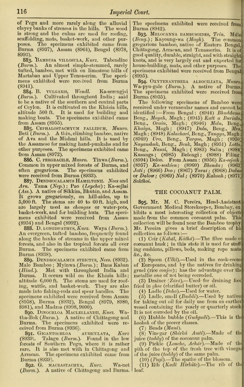 of Pegu ami more rarely along the alluvial clayey banks of streams in the hills. The wood is strong and tho culms are used for roofing, scaffolding, mats, basket-work, and other pur- poses. Tho specimens exhibited came from Burma (8937), Assam (8904), Bengal (8978, 8993). 883. Bambusa villosula, Kurz. Tabcndine (Burnt.). An almost simple-stemmed, rarely tufted, bamboo, met with on limestone hills of Martaban aud Upper Tenasserim. The speci- mens exhibited were received from Burma (8941). 884. B. vulgaris, Wencll. Ka-sercngjai (Burm.). Cultivated throughout India; said to be a native of the southern and central parts of Ceylon, It is cultivated on the Khasia hills, altitude 500 ft. It is used for building and making boats. The specimens exhibited came from Assam (8955). 885. Cebhalostachyum pallidum, Munro. Beti (Burm.). A thin, climbing bamboo, native of Ava and the Mishmi hills. It is used by the Assamese for making hand-punkahs and for other purposes. The specimens exhibited came from Assam (8972). 886. C. pergracile, Munro. Tinwa (Burm.). Common in upper mixed forests of Burma, and often gregarious. The specimens exhibited were received from Burma (8933). 887. Dendrocalamus Hamiltonii. Nees and Am. Tama (Nep.) ; Pao (Lepcha) ; Ka-sejlai (Ass.). A native of Sikkim, Bhutan, and Assam. It grows gregariously, on hill-sides, up to 5,000 ft. The stems are 40 to 60 ft. high, and are largely used as chongas or water-pots, basket-work, and for building huts. The speci- mens exhibited were received from Assam (8954) and Bengal (8992). 888. D. longispathus, Kurz. Waya (Burm.). An evergreen, tufted bamboo, frequently found along the banks of streams in the upper mixed forests, and also in tho tropical forests all over Burma. The specimens exhibited came from Burma (8938). 889. Dendrocalamus strictus, Nees. (8932). Male Bamboo ; Myinwa (Burm.) ; Bans Kaban (Ilincl.). Met with throughout India and Burma. It occurs wild on the Khasia hills ; altitude 6,000 ft. The stems are used for roof- ing, wattle, and basket-work. They are also made into fishing-rods and spear handles. The specimens exhibited were received from Assam (8958), Burma (S932), Bengal (8979, 8980, 8981), and Madras (8998, 9000). 890. Dinociiloa Maclellandii, Kurz. Wa- tha-Bok (Burm.). A native of Chittagong and Burma. The specimens exhibited were re- ceived from Burma (8936). 891. Gigantociiloa auriculata, Kurz (8939b Talagu (Burm.). Found in the low forests of Southern Pegu, where it is rather rare. It is also met with in Chittagong and Arracan. The specimens exhibited came from Burma (8939). 892. G. macrastachya, Kurz. AVa-net (Burm.). A native of Chittagong and Burma. The specimens exhibited were received from! Burma (8942). 893. Melocanna bambusoides, Trin. Mule (Beng.)-, Kayoung-wa (Mcigh). The common 1 gregarious bamboo, native <>f Eastern Bengal, ■ Chittagong, Arracan, and Tenasserim. It is of good quality, durable, straight, and with straight, knots, and is very largely cut and exported for f house-building, mats, and other purposes. The . specimens exhibited were received from Bengal (8995). 894. Oxytenanthera albociliata, Munro.\' Wa-pyu-gale (Burm.). A native of Burma.li The specimens exhibited were received from Burma (8935). The following specimens of Bamboo wereji received under vernacular names and cannot be identified ;—From Bengal : (8944) Bhuddvme. Beng., Moyah, Magh; (8945) Katt a Buriala, Beng., Orain, Magh; (8946) Molu, Beng., Klmiya, Magh; (8947) Dolu, Beng., Mra. Magh ; (8948) Kalachari, Beng., Tavgya, Magh ; (8949) Ur a, Beng., Tcirgoo, Magh; (8950)| Nayanshuk, Beng., Benk, Magh; (8951) Lotto. Beng., Nasai, Magh; ( 8983) Salia; (8984) Kusauga; (8985) Belengi; (8988) Filing; (8994) Doloo. From Assam : (8956) Ka-sejecli; (8957) Ka-seskien; (8960) Blienda; (8963) Jati; (8966) Deo; (8967) Tarai; (8968) Dalua or I)alow; (8969) Nal; (8970) Kakoali; (8971) Saklhoi. THE COCOANUT PALM. 895. Mr. M. C. Pereira, Head-Assistant Government Medical Storekeeper, Bombay, ex- hibits a most interesting collection of objects made from the common eocoanut palm. This collection will be found near the Bamboo trophy Mr. Pereira gives a brief description of bis collection as follows :— (1) Coir (Kabal, Kathd).—The fibre made 0: eocoanut husk ; in this state it is used for stuff ing cushions, pillows, beds, making rope mats &c., &c. (2) Spoon (Ulki).—Used in the cook-room; of Europeans, and by the natives for drinking gruel (rice conjee); has the advantage over tht metallic one of not being corroded. (3) Drainer (Zara).—Used for draining fooc fried in gliee (clarified butter) or oil. (4) Ladle (Dolio).—Used for water. (5) Ladle, small (Buddi).—Used by natives for taking out oil for daily use from an earther vessel containing tho yearly or quarterly stock It is not corroded by the oil. (6) Hubble bubble (Gudgudi).—This is tht hookah of the poorer classes. (7) Beads (Mani). (8) Vinegar (Shirka Amti).—Made of tin juice (toddy) of the eocoanut palm. (9) Pickle (Louche, Ach&r).—Made of tin pith of the top of the fresh tree with vinega; of the juice (toddy) of the same palm. (10) (rogi).—The sputhe of the blossom. (11) Rib (Kadi Hirkide).—The rib of tht leaf.