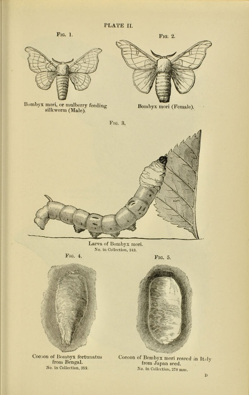 Fig. 1. Bombyx mori, or mulberry feeding silkworm (Male). Fig. 2. Bombyx mori (Female). Fig. 3. Larva of Bombyx mori. No. in Collection, 243. Fig- 4- Fig. 5. Cocoon of Boinhyx fortunatus from Bengal. No. in Collection, 352. Cocoon of Bombyx mori reared in Ita from Japan seed. No. in Collection, 2“o mm.