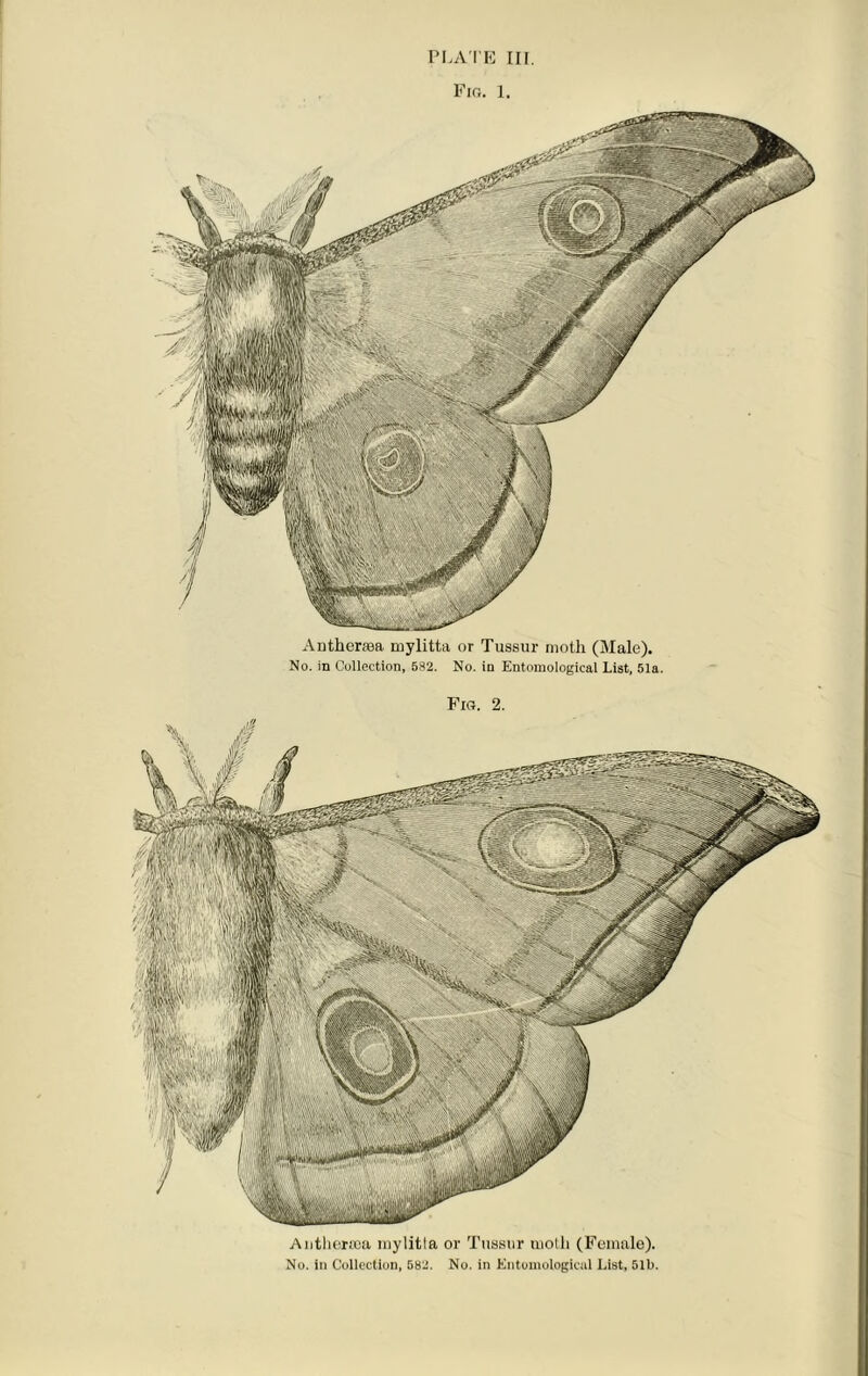 Fig. 1. Antheraaa mylitta or Tussur moth (Male). No. in Collection, 582. No. in Entomological List, 51a. Fig. 2. Antlieraia mylitla or Tussur moth (Female).