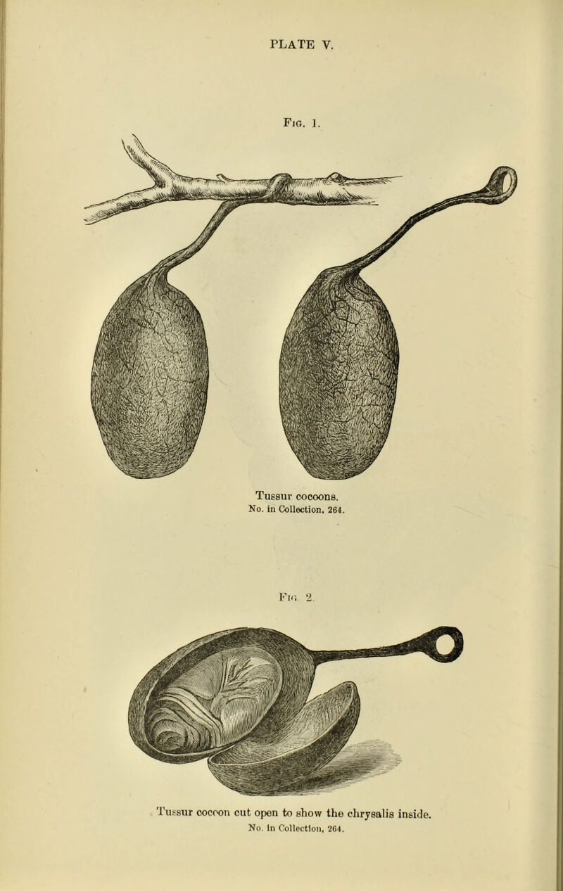 Fjg. 1. Tussur cocoons. No. in Collection. 264. Fig. ‘2. Tussur cocoon cut open to show the chrysalis inside No. In Collection, 264.