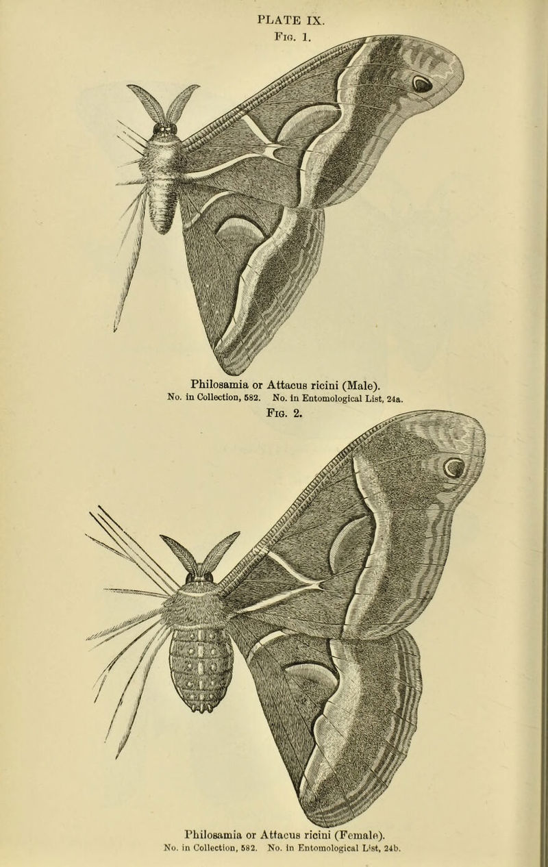 Philosamia or Attacus ricini (Male). No. in Collection, 582. No. in Entomological List, 24a. Philosamia or Attacus ricini (Female).