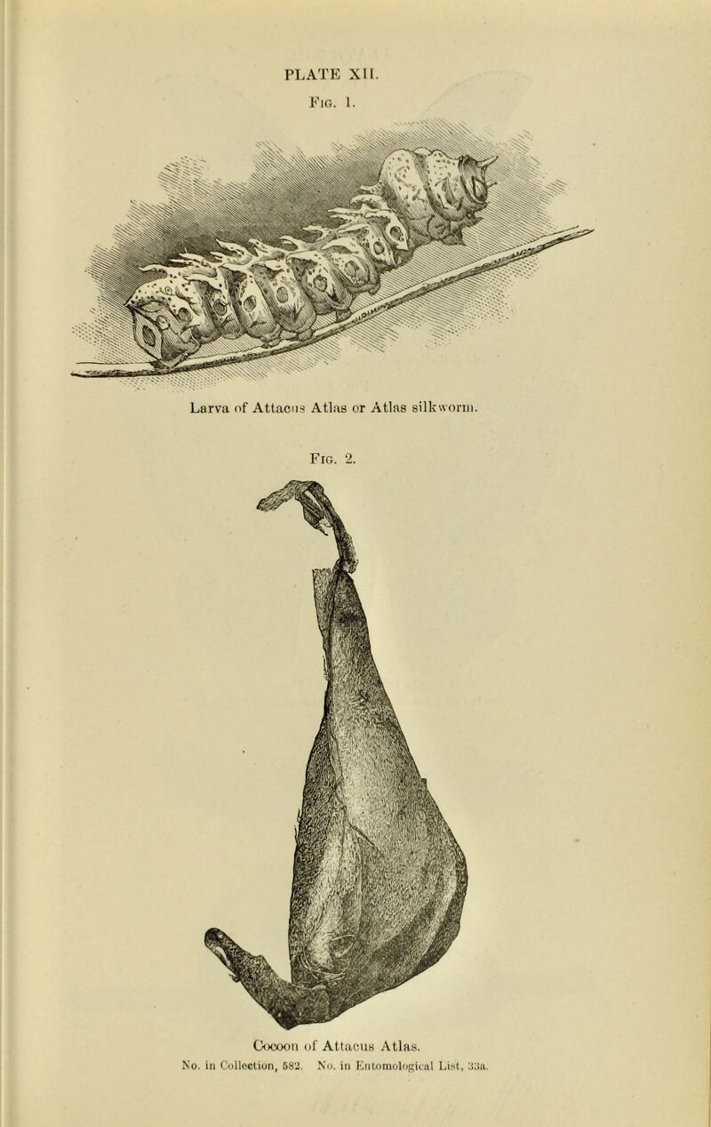 Fig. 1. Larva of Attacns Atlas or Atlas silkworm. Fig. 2. Cocoon of Attacus Atlas.