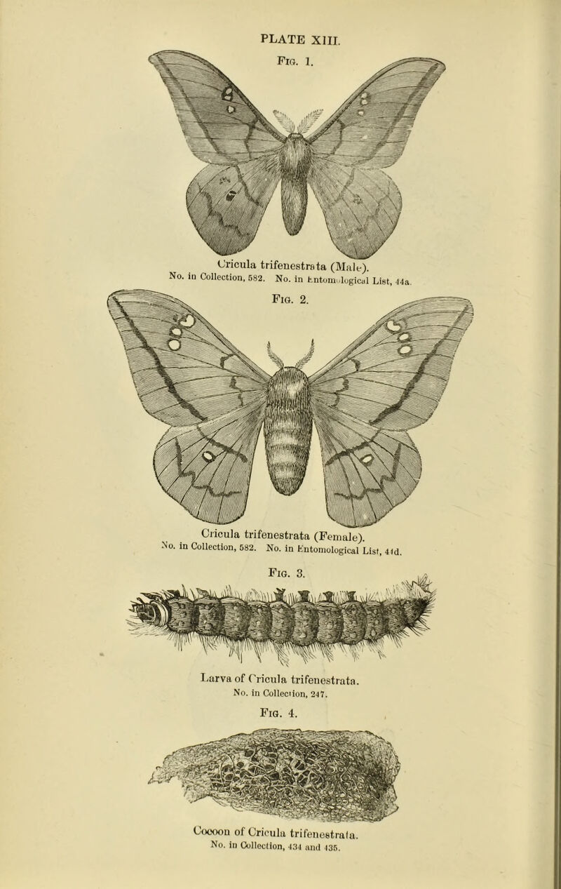 Oncula trifenestrata (Female). No. in Collection, 582. No. in entomological List, 4f vriouia rnieuestrata (Male). No. in Collection, 582. No. in hntom .logical List, 44a Larva of Cricula trifeuestrata. No. in Collection, 247. Fig. 4. Coooou of Cricula trifeneetrala. No. in Collection, 434 and 436.